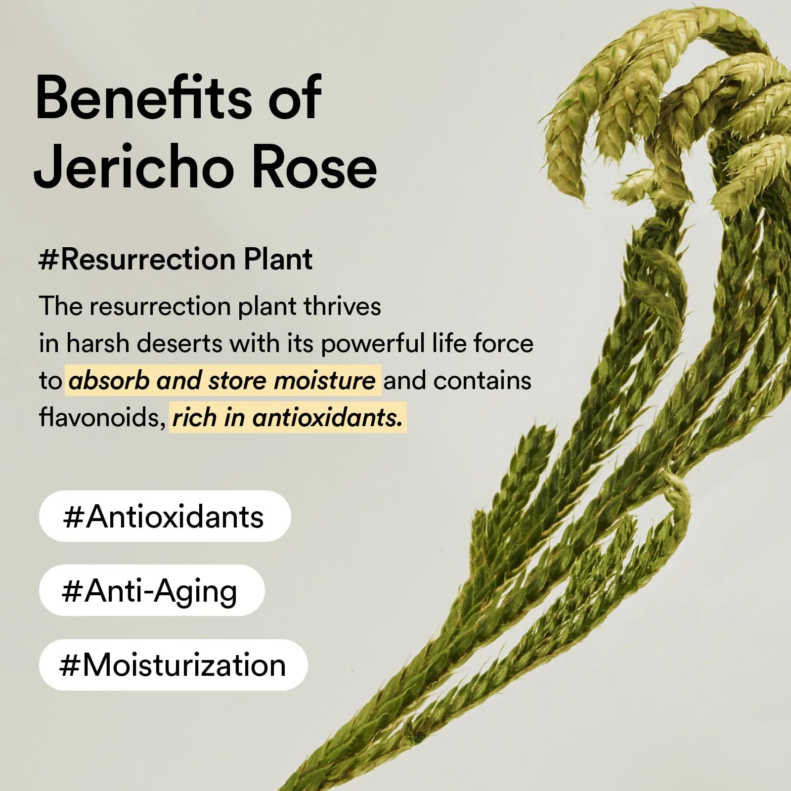 Abib Collagen Eye Cream Jericho Rose Tube for Dark Circles and Puffiness, Under Eye Fine Lines - Image 5