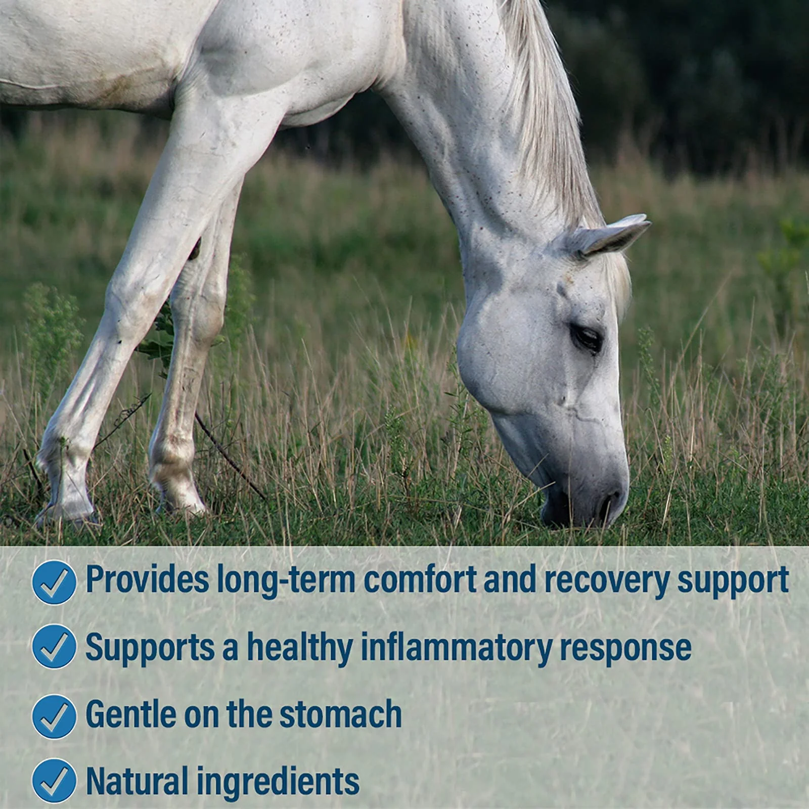 Absorbine Bute-Less Long-Term Horse Comfort & Recovery Supplement Paste, Gentle on Stomach, Devil’s Claw, Vitamin B-12, Yucca, 1oz Syringe / 3 Doses - Image 4