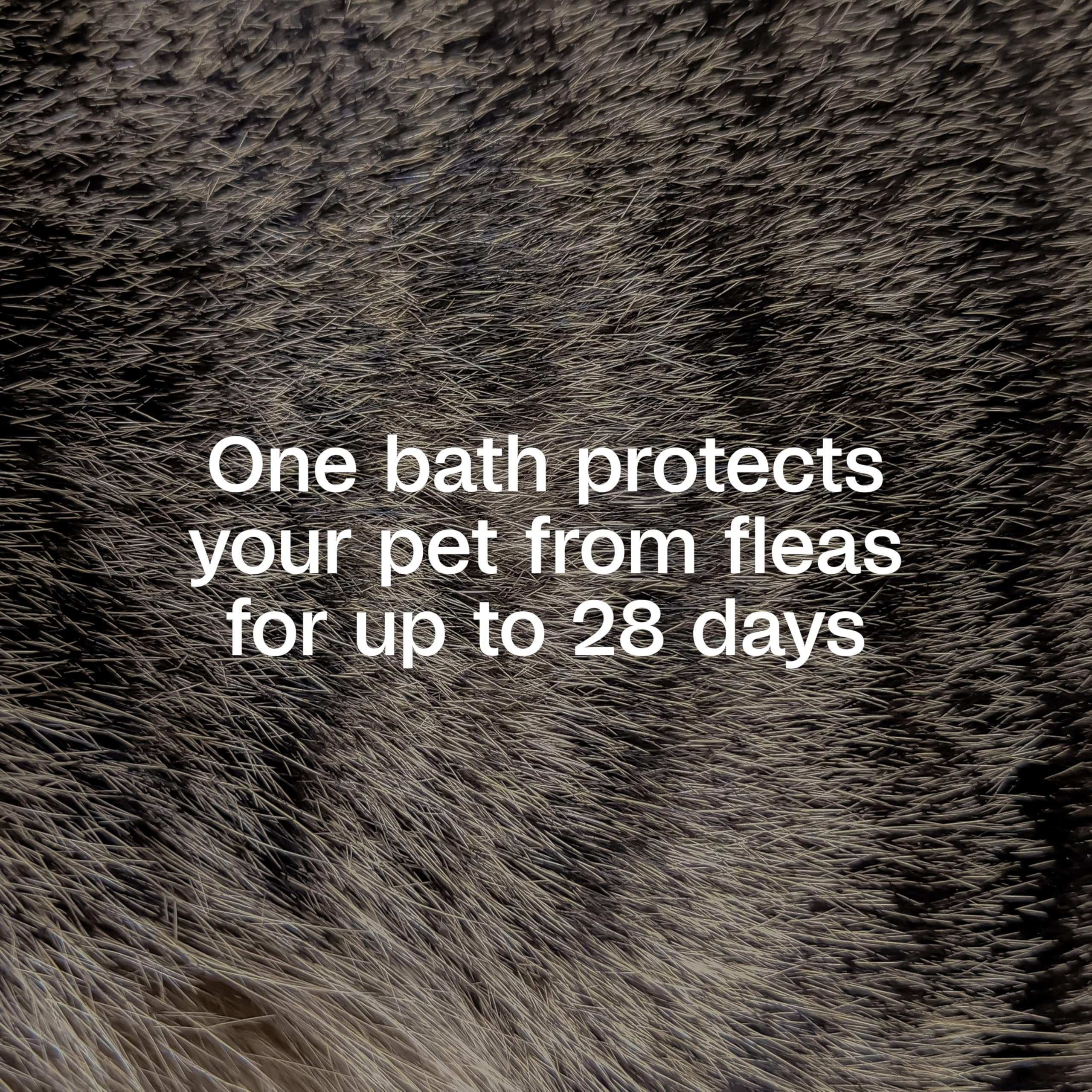 ADAMS Plus Flea & Tick Foaming Shampoo & Wash for Dogs & Puppies, Flea Shampoo to Treat Flea Infestations, Kills Ticks, Fleas, Flea Eggs & Lice, Cleans and Conditions Coat, 10 Ounces - Image 10
