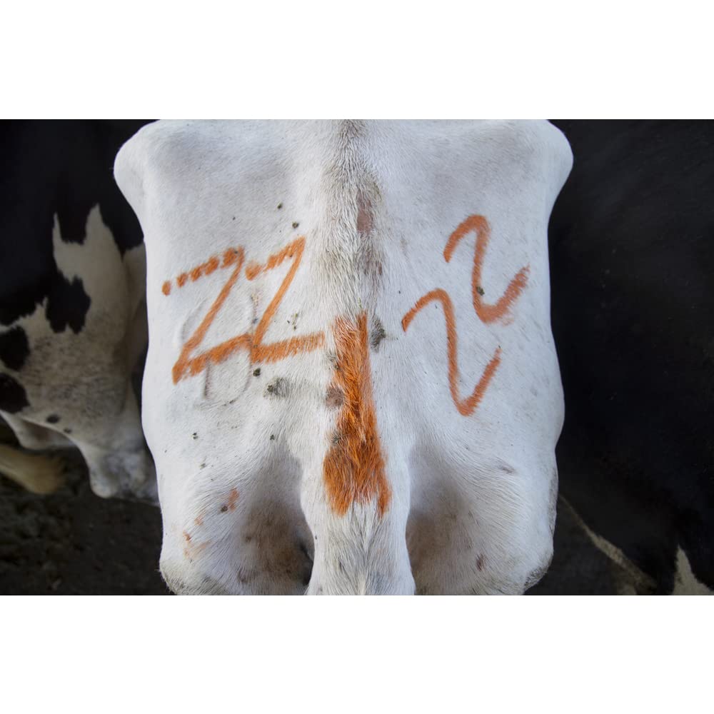 All-Weather Paintstik 61022- Livestock Marker, Highly Visible, Nontoxic Paint for Marking Animal Skin, Hide, Pelt, Wet & Dry- Ideal for Cattle Heat Detection, Red (12 Pk) Made in USA - Image 3