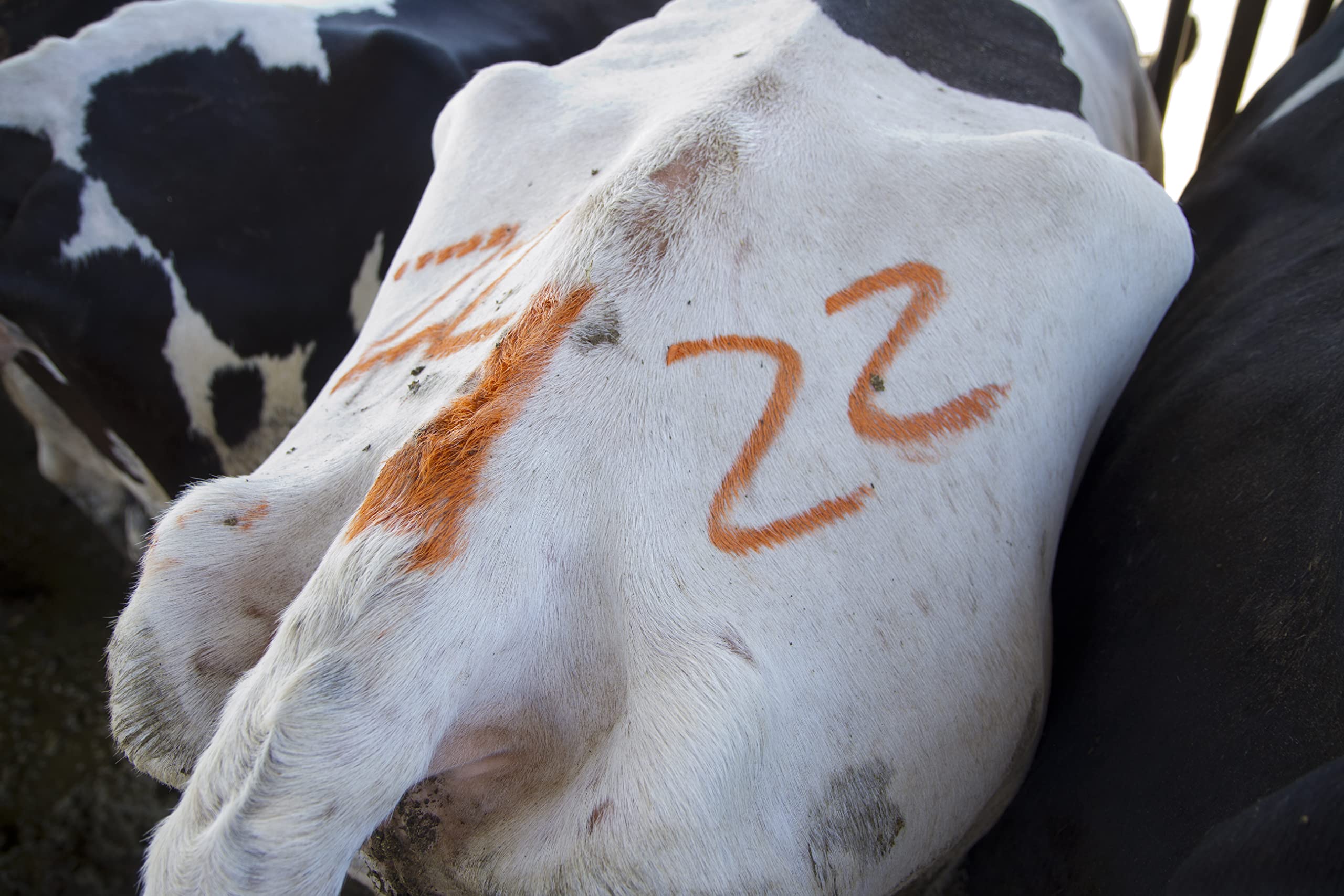 All-Weather Paintstik 61025- Livestock Marker, Highly Visible, Nontoxic Paint for Marking Animal Skin, Hide, Pelt, Wet & Dry- Ideal for Cattle Heat Detection, Blue (12 Pk) Made in USA - Image 2