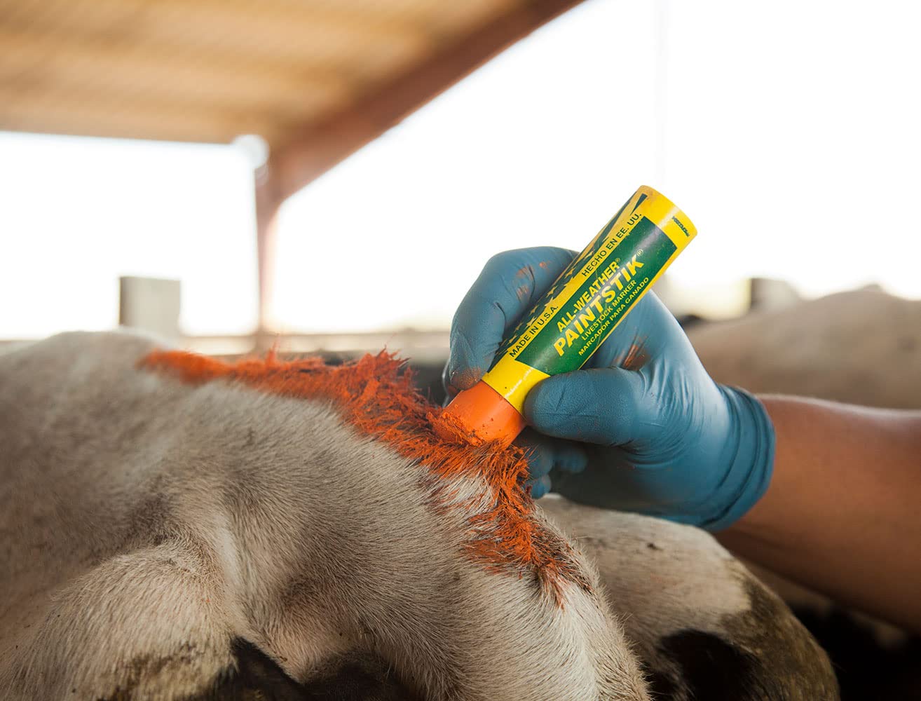 All-Weather Paintstik 61025- Livestock Marker, Highly Visible, Nontoxic Paint for Marking Animal Skin, Hide, Pelt, Wet & Dry- Ideal for Cattle Heat Detection, Blue (12 Pk) Made in USA - Image 5