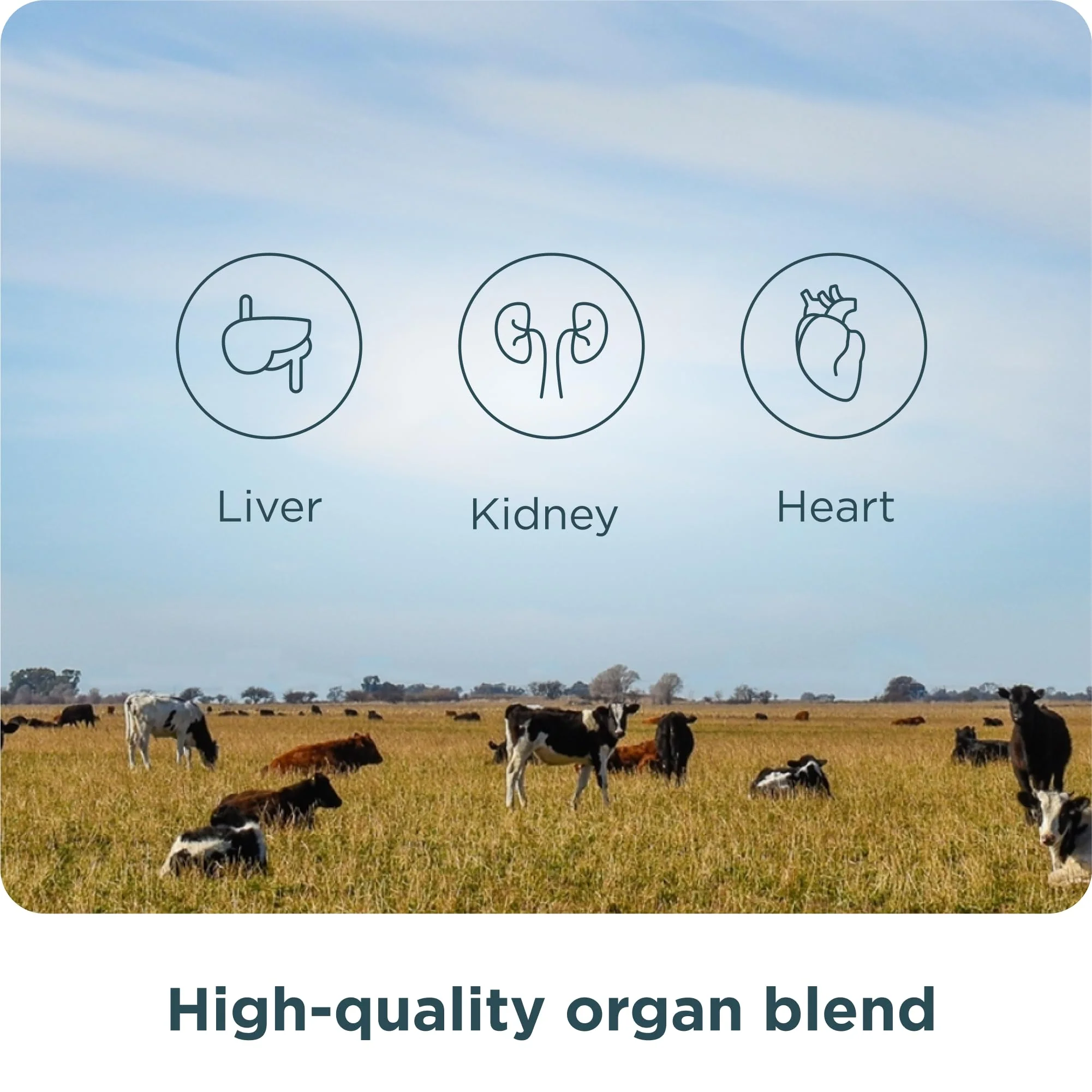 Ancient Nutrition Organ Supplements, Grass-Fed and Wild Organ Complex Capsules, Liver, Heart, Kidney Supports Organ, Cognitive, and Immune System Health, 180 Ct - Image 5