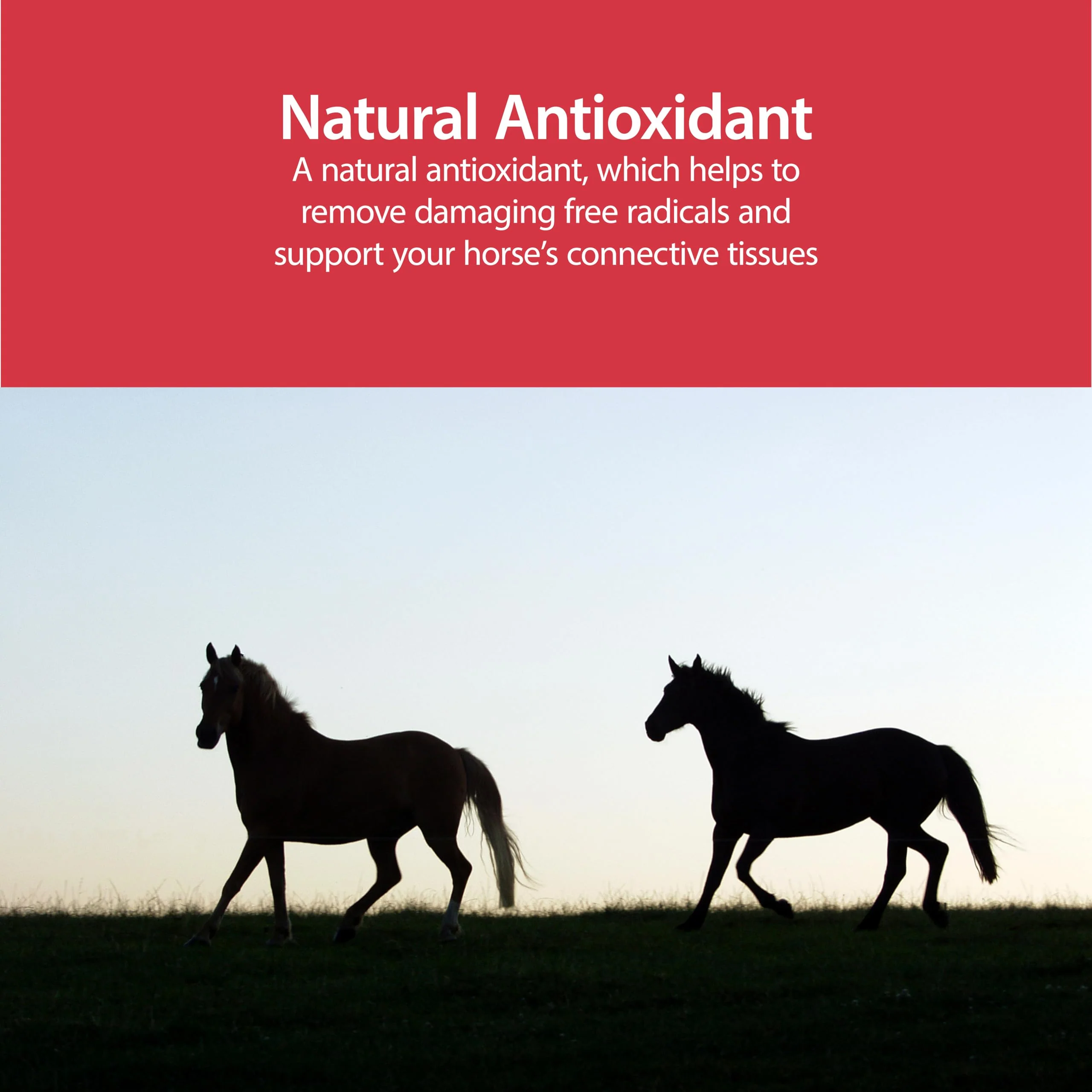 AniMed Pure MSM Supplement for Horses, 1-Pound… - Image 3