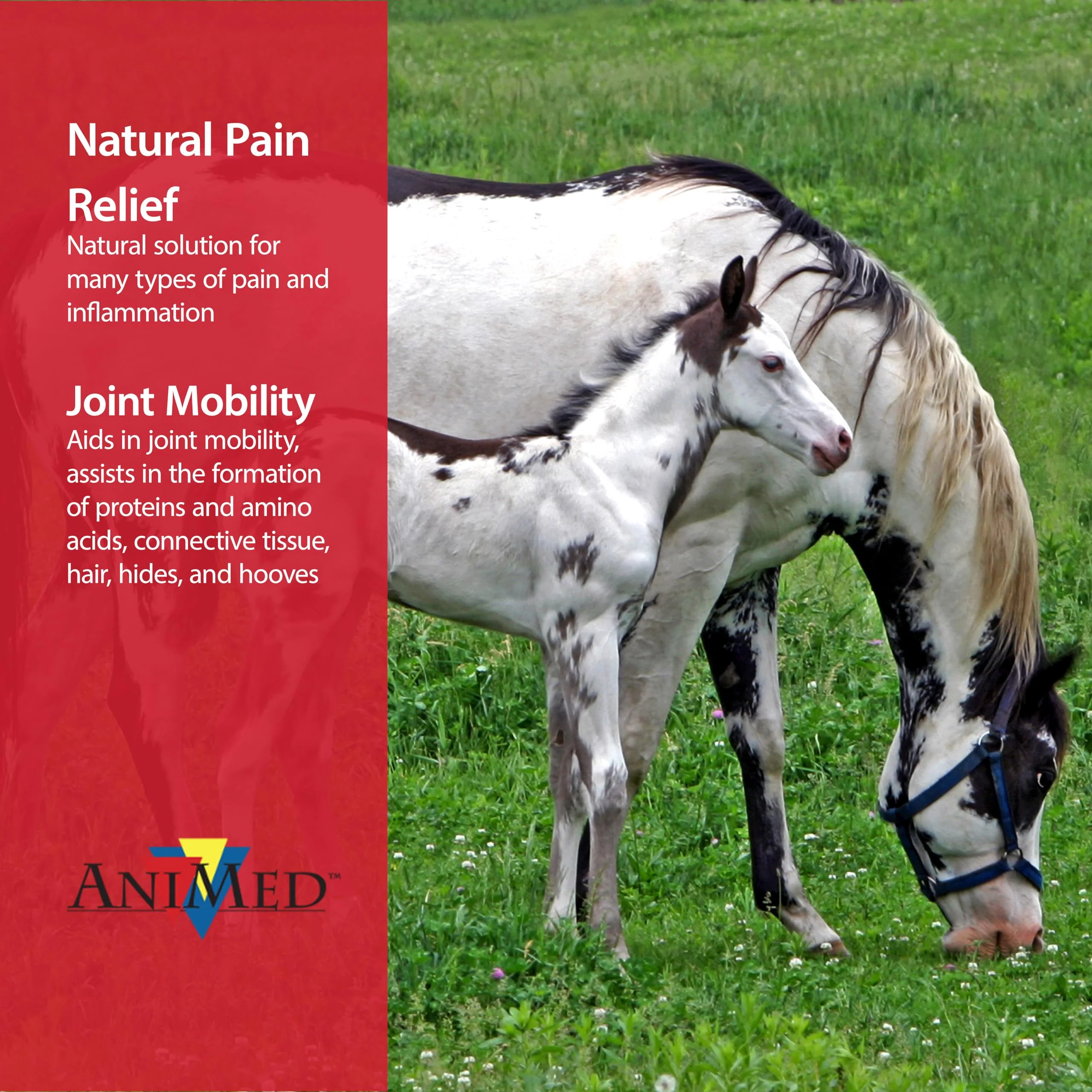 AniMed Pure MSM Supplement for Horses, 1-Pound… - Image 4