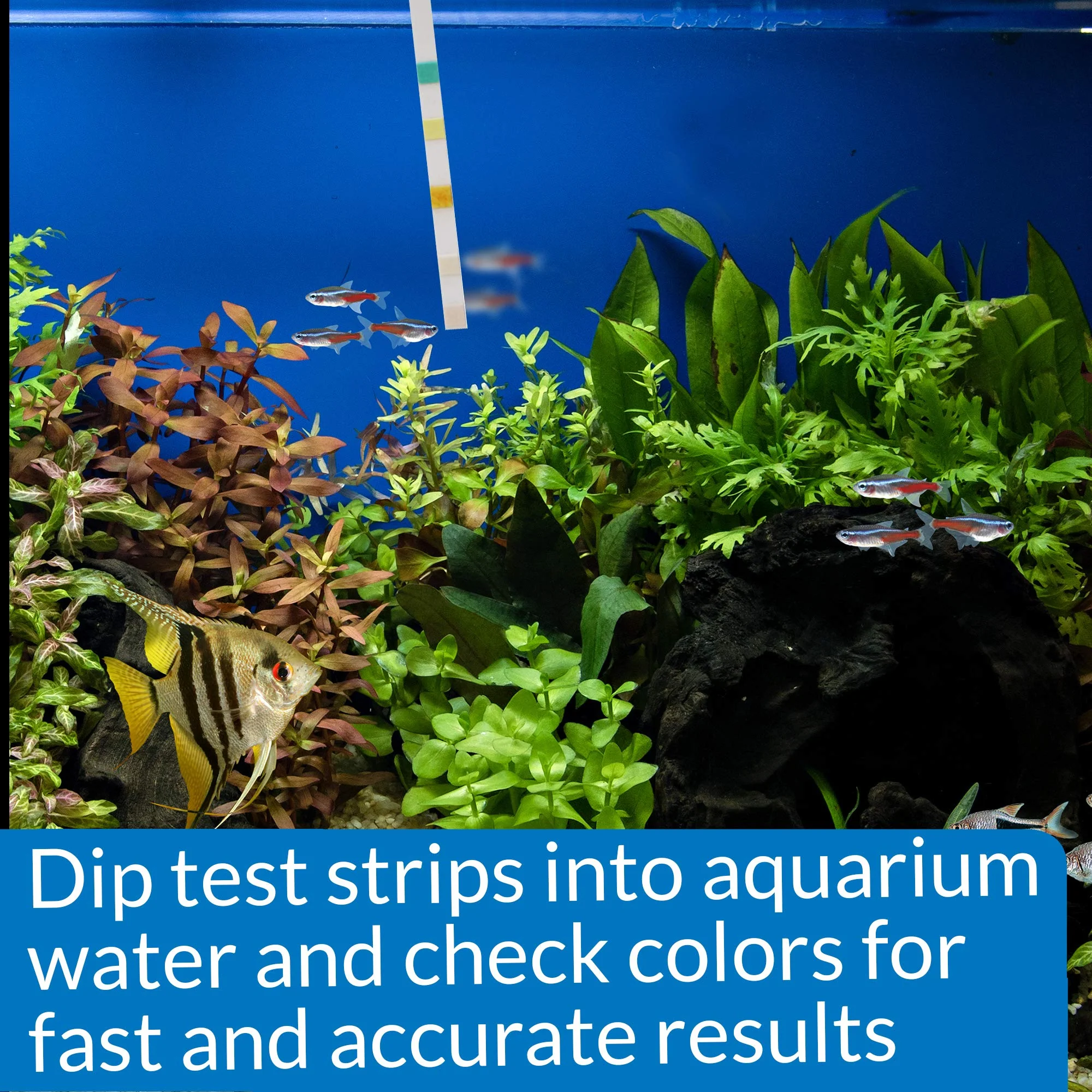 API 5-in-1 Test Strips Freshwater and Saltwater Aquarium Test Strips 25-Count Box - Image 4