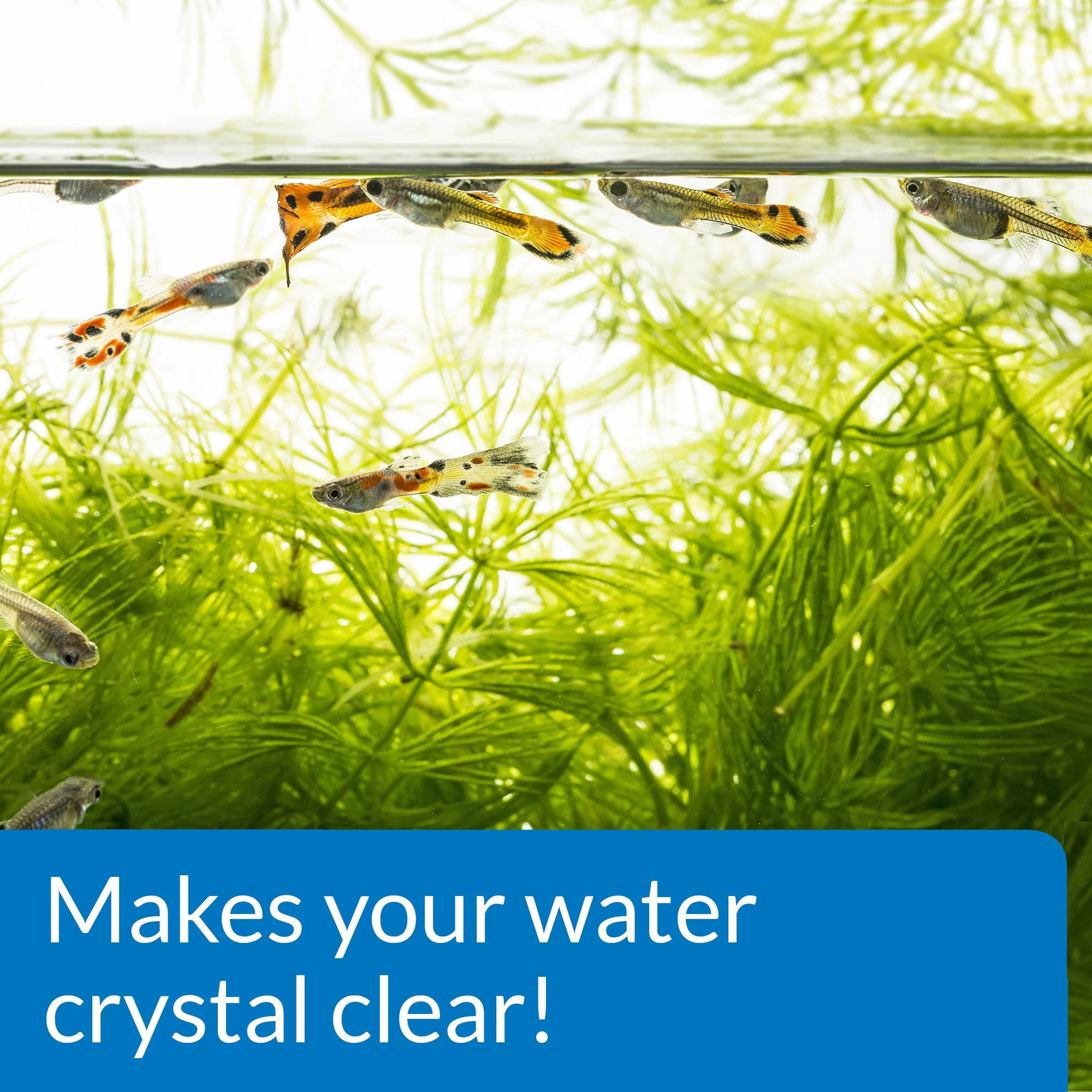 API ACCU-CLEAR Freshwater Aquarium Water Clarifier 1.25-Ounce Bottle (111A) - Image 5
