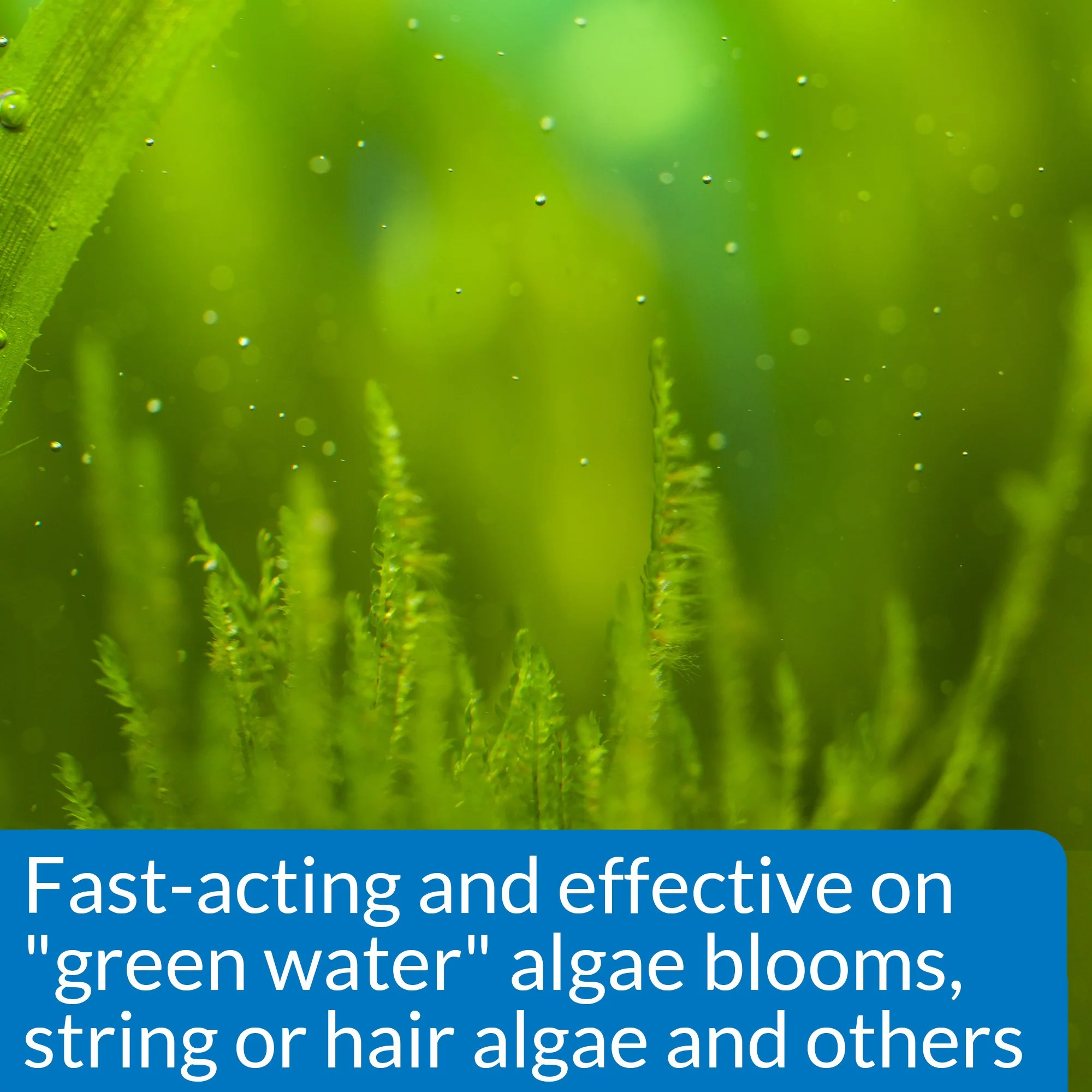 API ALGAEFIX Algae Control 16-Ounce Bottle - Image 6