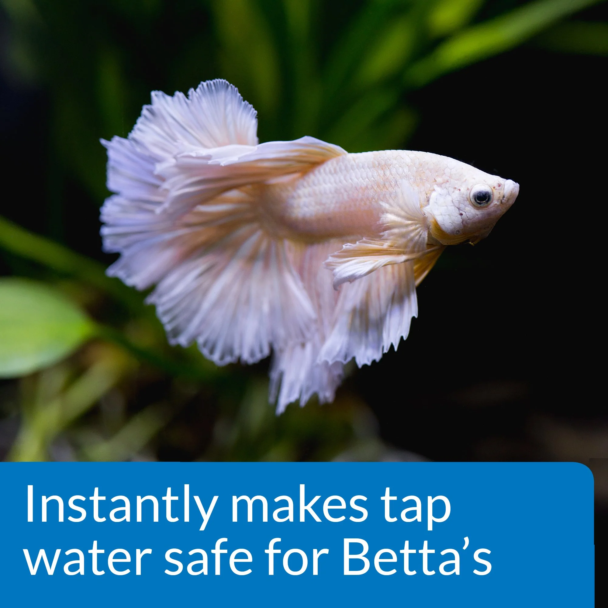 API BETTA WATER CONDITIONER Betta Fish Freshwater Aquarium Water Conditioner 1.7-Ounce Bottle - Image 6