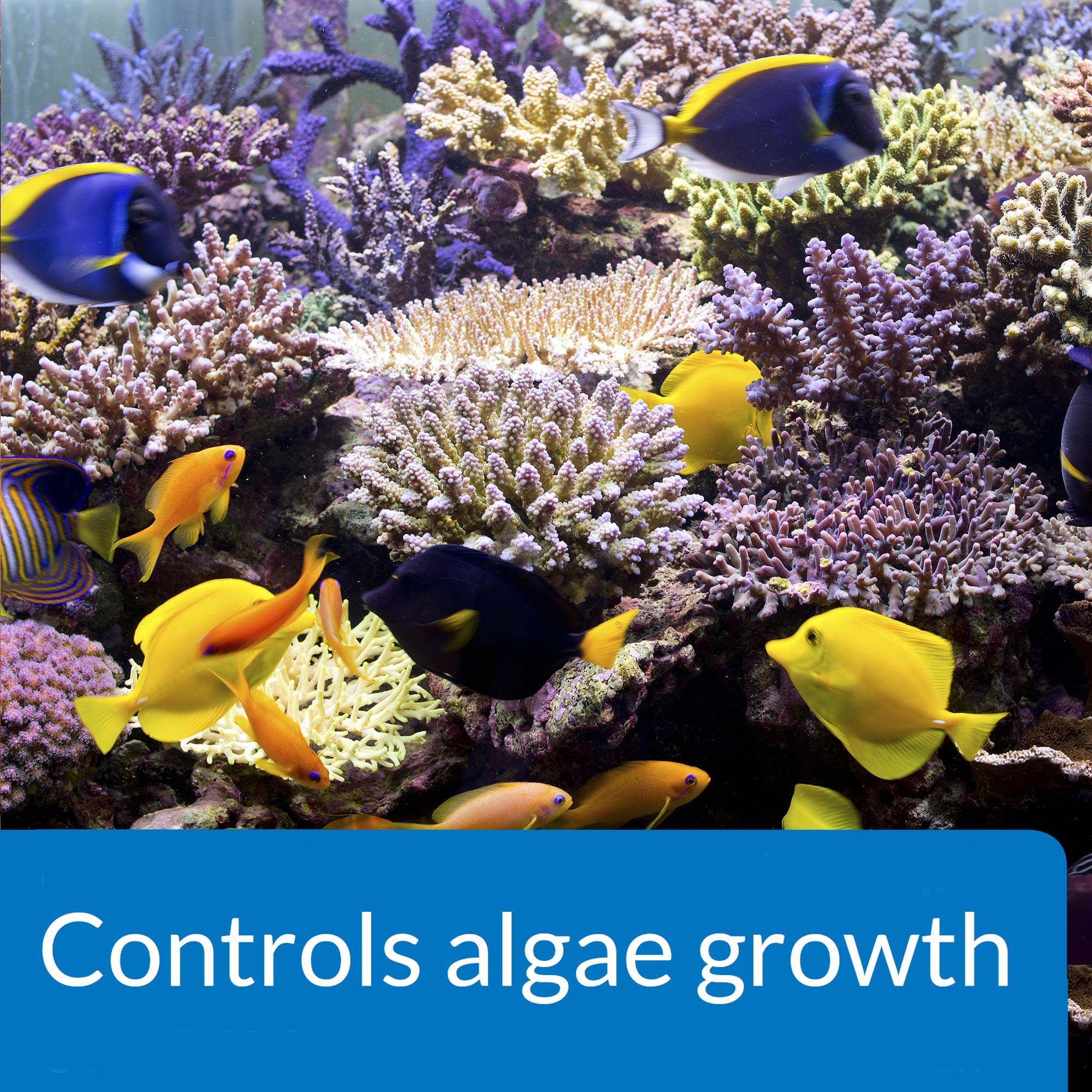 API MARINE ALGAEFIX Algae Control 16-Ounce Bottle - Image 4