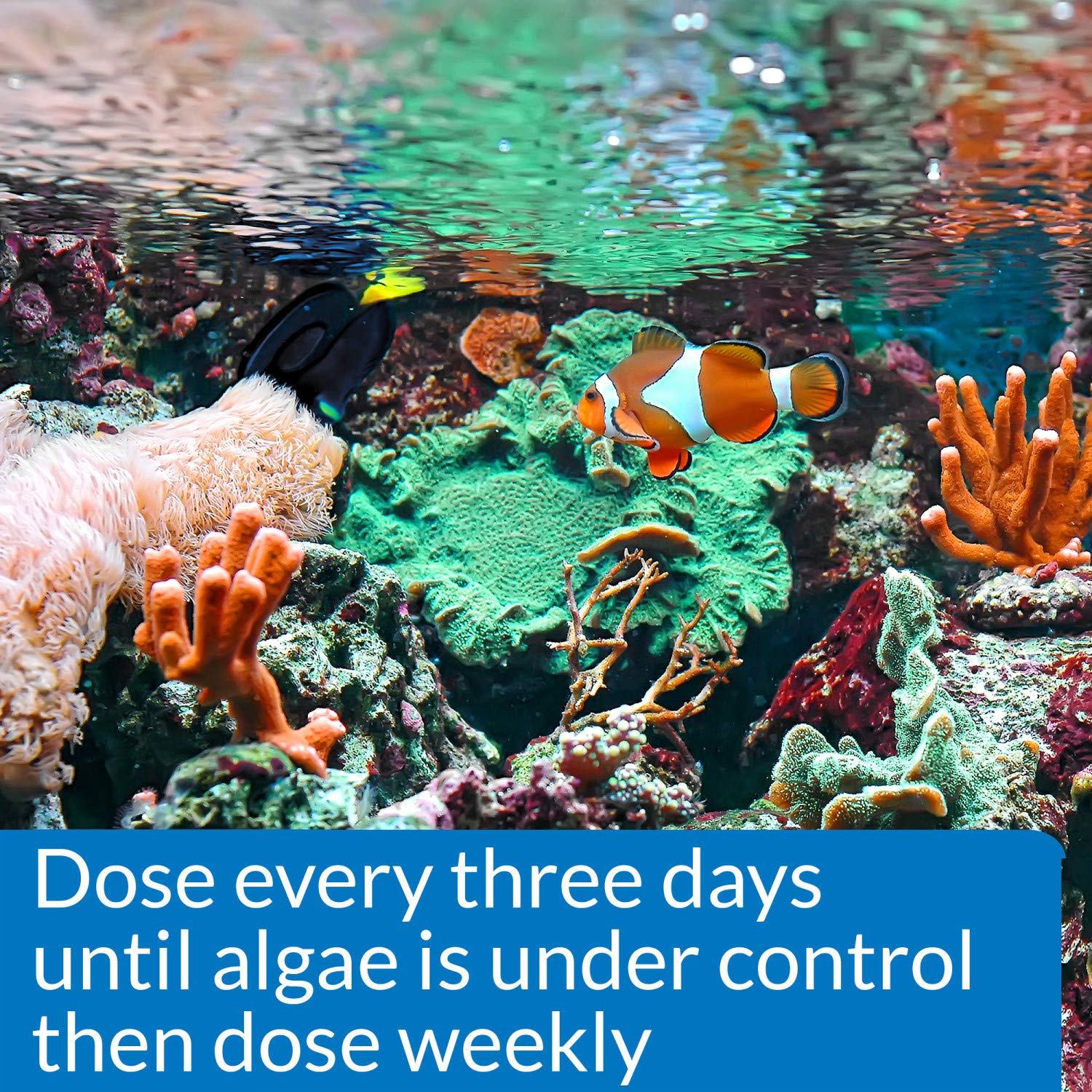 API MARINE ALGAEFIX Algae Control 16-Ounce Bottle - Image 6