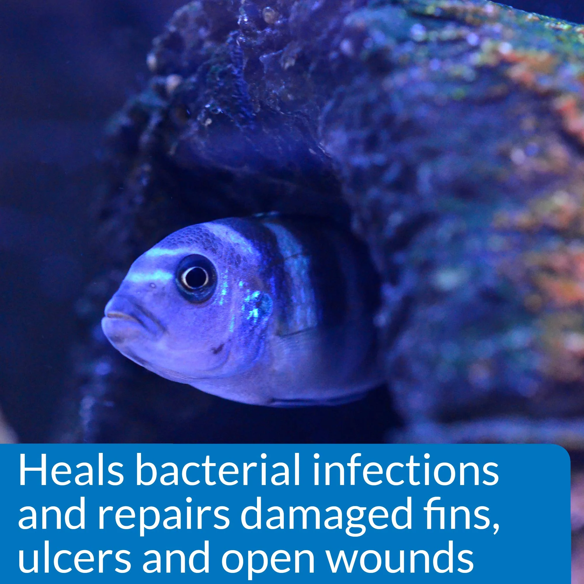API MELAFIX Freshwater Fish Bacterial Infection Remedy 4-Ounce Bottle - Image 4