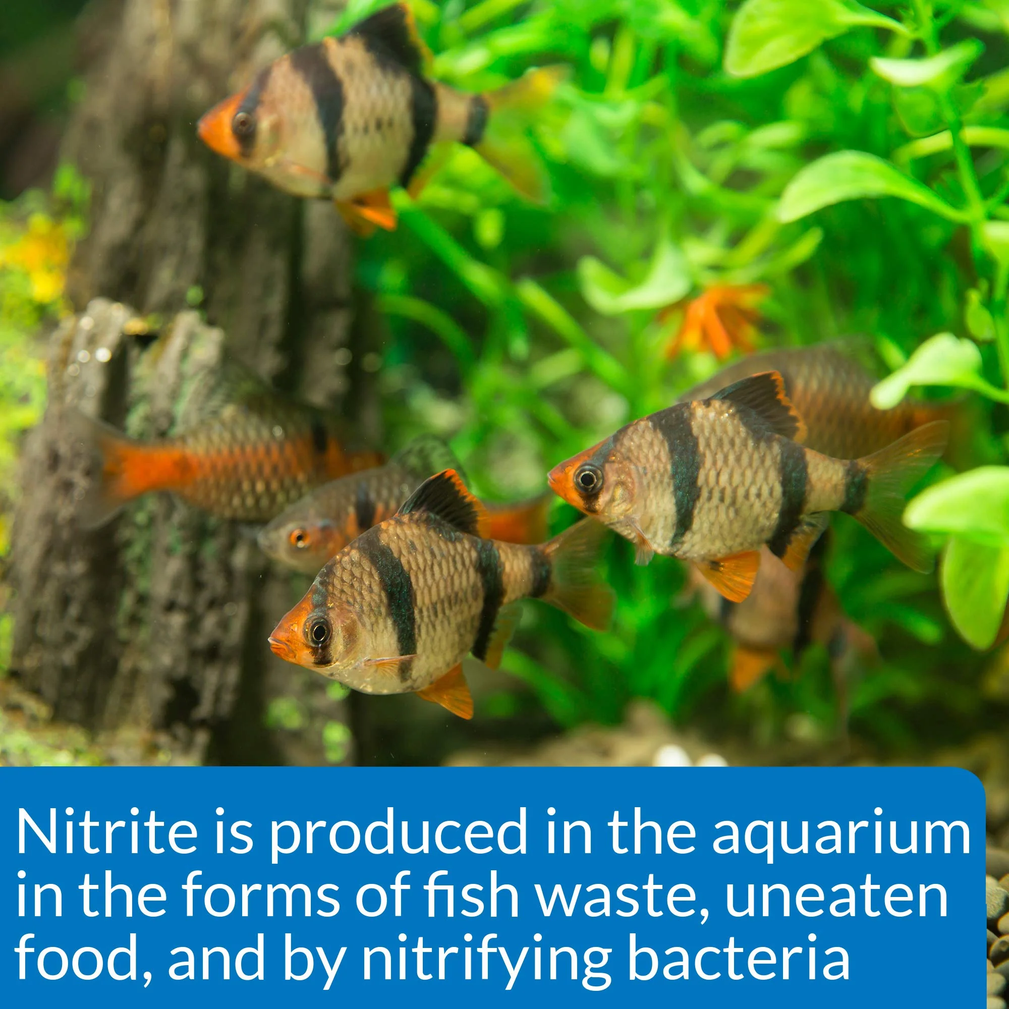 API NITRITE TEST KIT 180-Test Freshwater and Saltwater Aquarium Test Kit - Image 3
