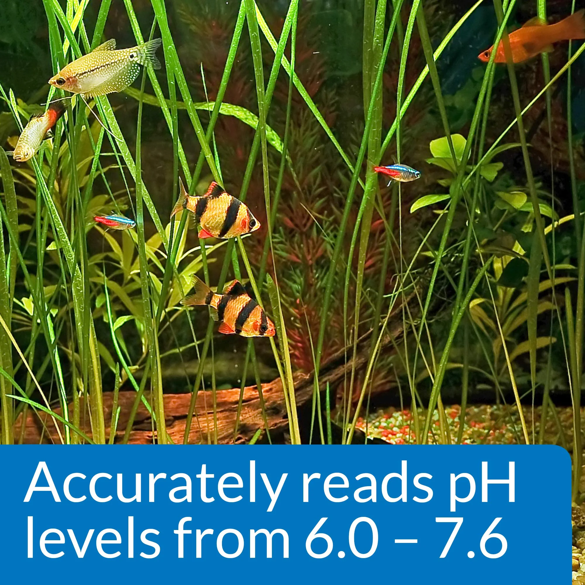 API PH TEST KIT 250-Test Freshwater Aquarium Water pH Test Kit, 4 Piece Set - Image 2