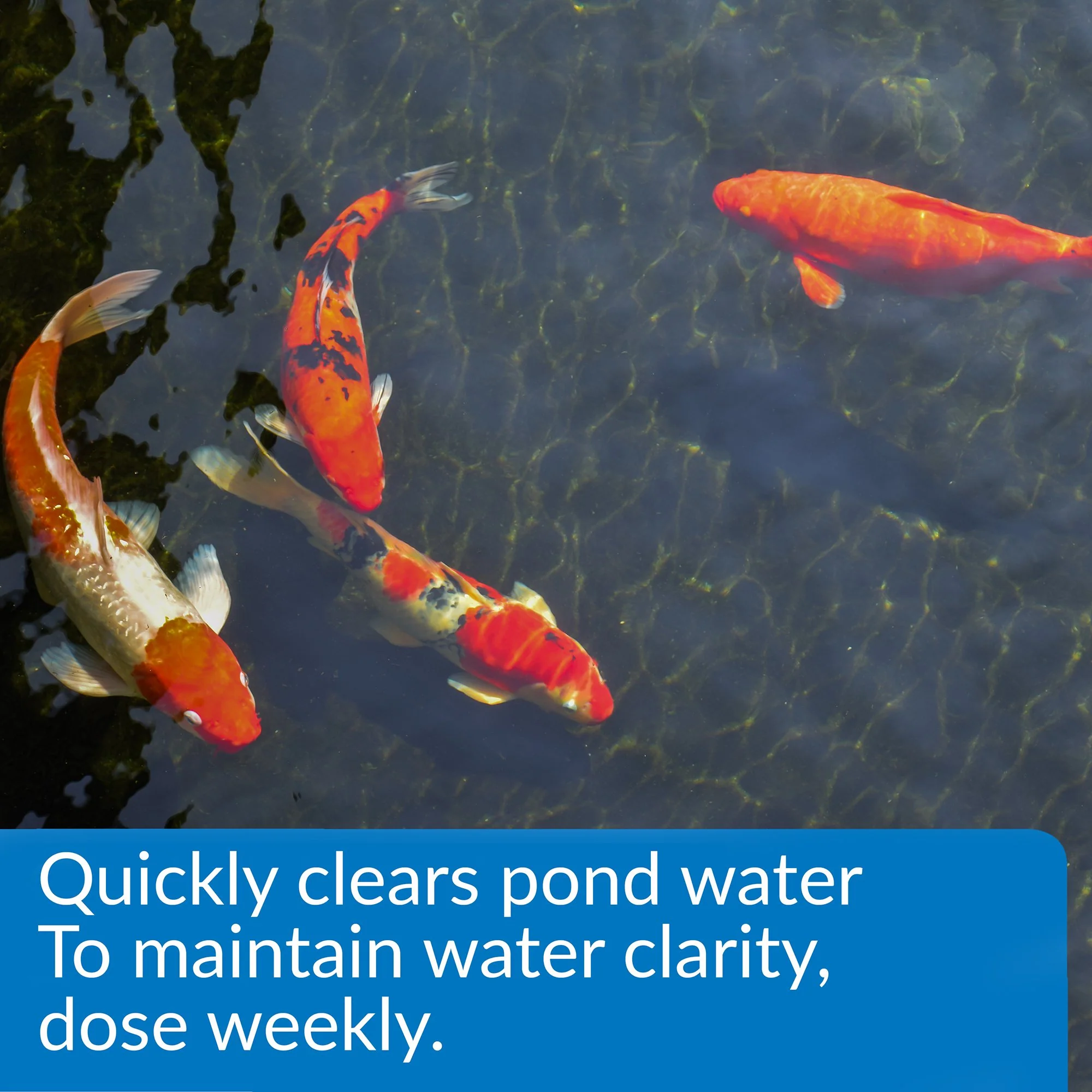API POND ACCU-CLEAR Pond Water Clarifier 16-Ounce Bottle - Image 7