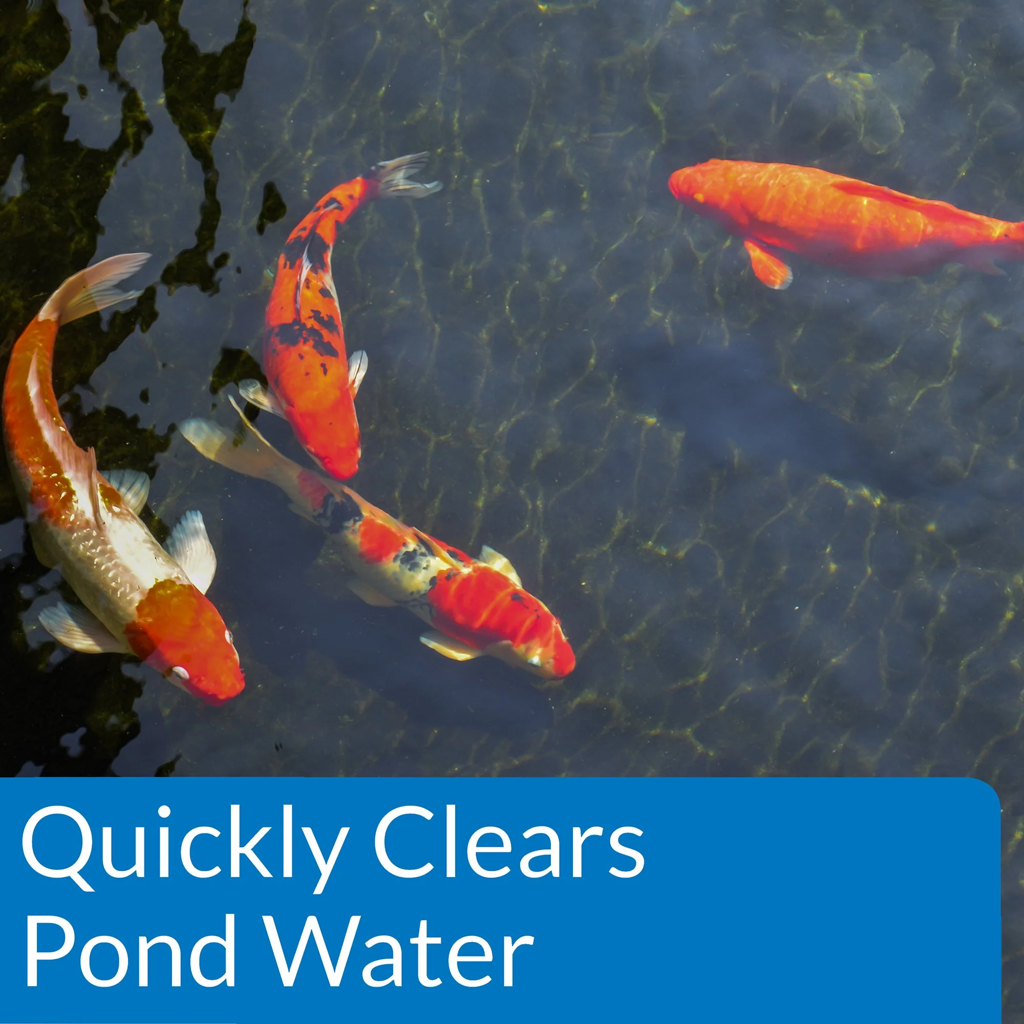 API POND ACCU-CLEAR Pond Water Clarifier 32-Ounce Bottle - Image 7