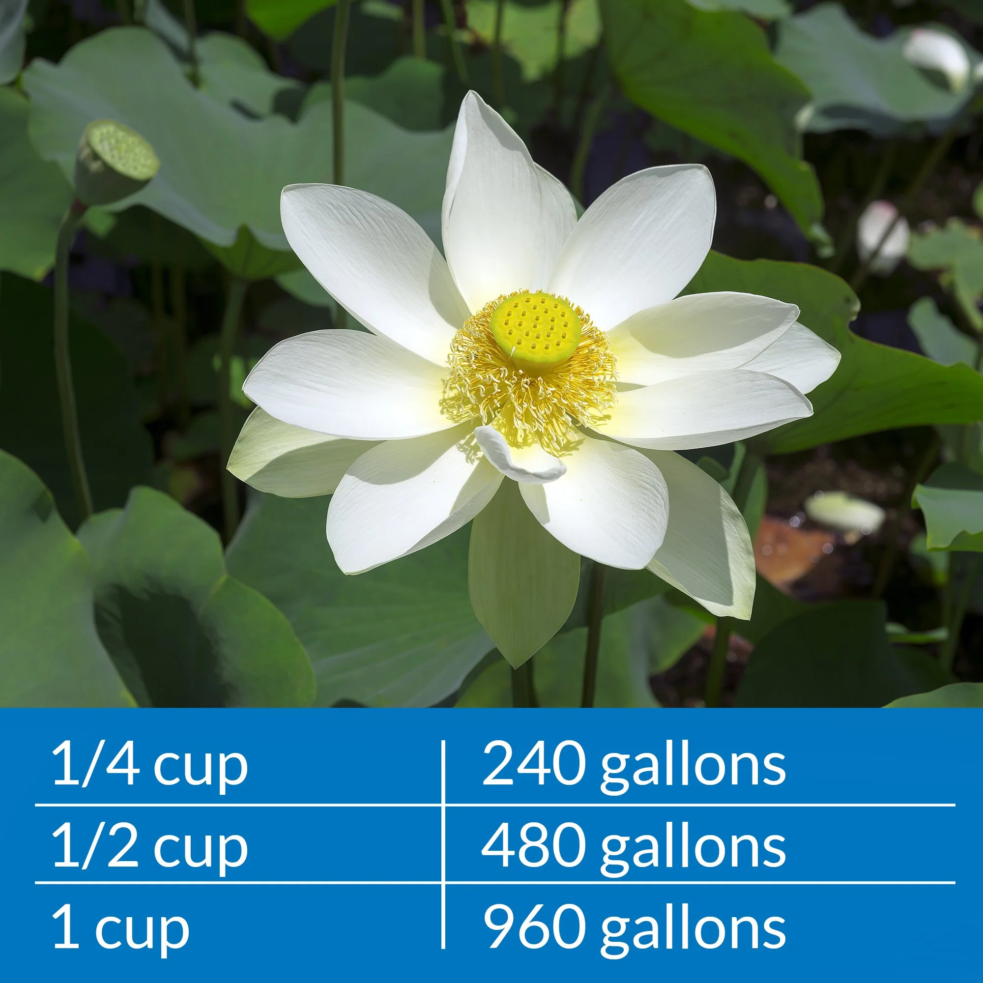 API POND AMMO-LOCK Ammonia detoxifier For Pond Water 16-Ounce Bottle - Image 3