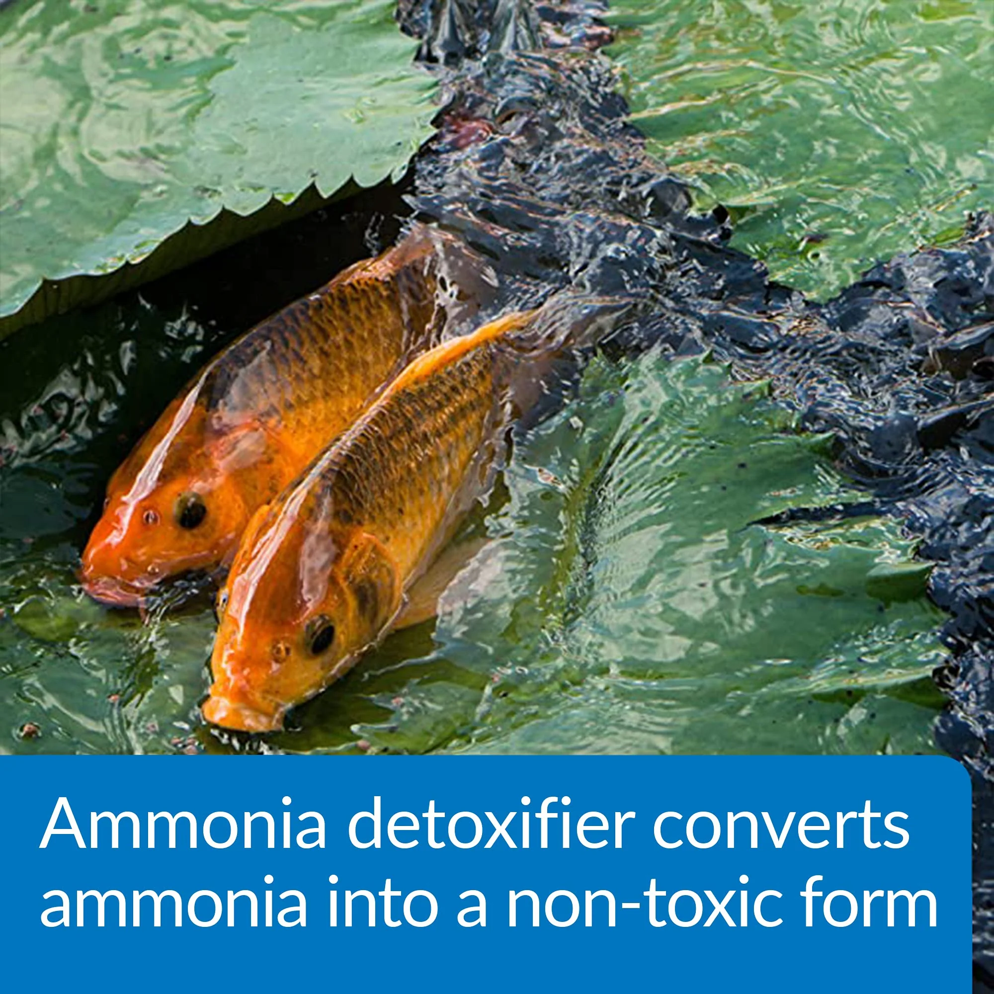 API POND AMMO-LOCK Ammonia detoxifier For Pond Water 16-Ounce Bottle - Image 4