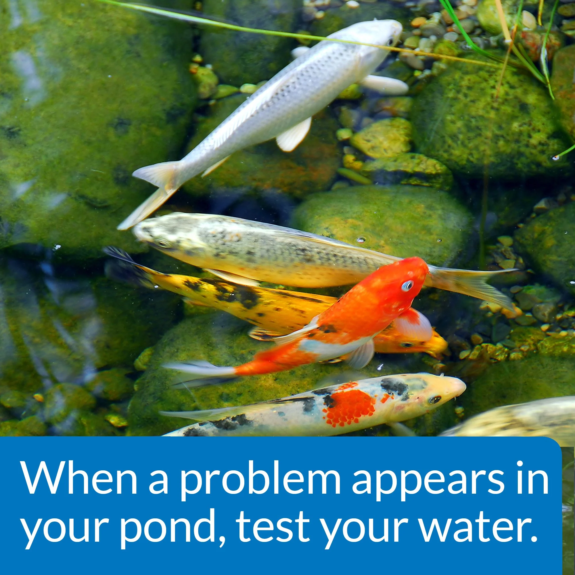 API POND MASTER TEST KIT Pond Water Test Kit 500-Test - Image 2