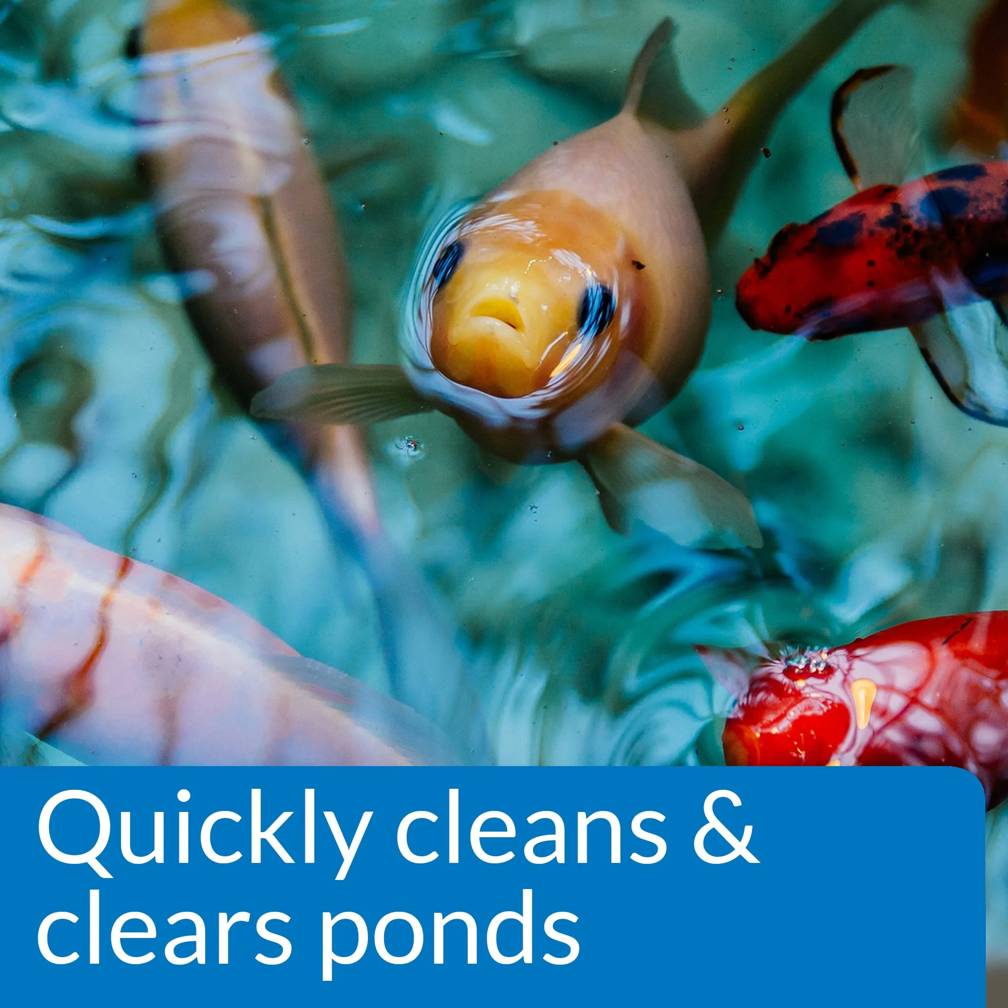 API POND SIMPLY CLEAR Pond Water Clarifier 16-Ounce Bottle (248B) - Image 5