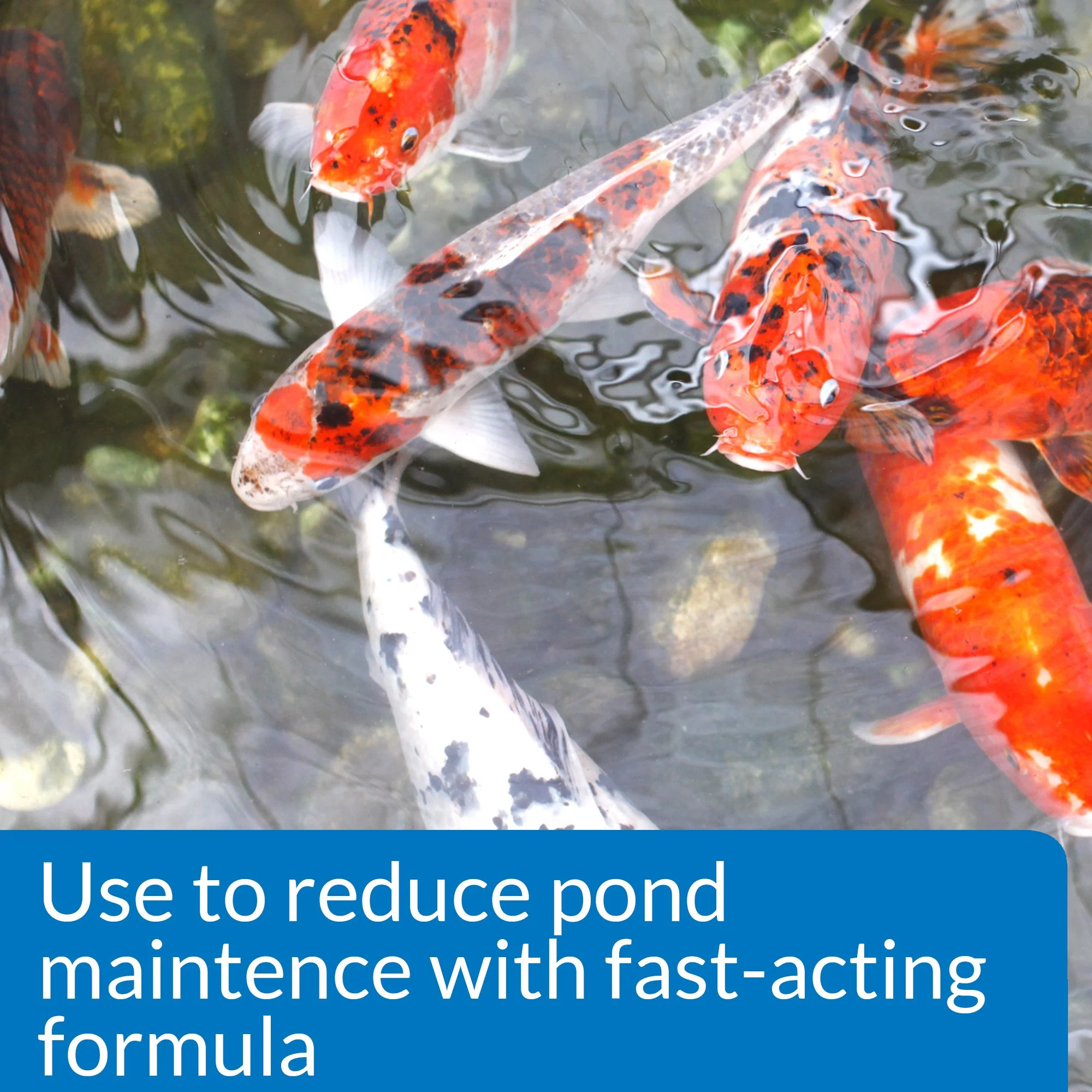 API POND SIMPLY CLEAR Pond Water Clarifier 16-Ounce Bottle (248B) - Image 6