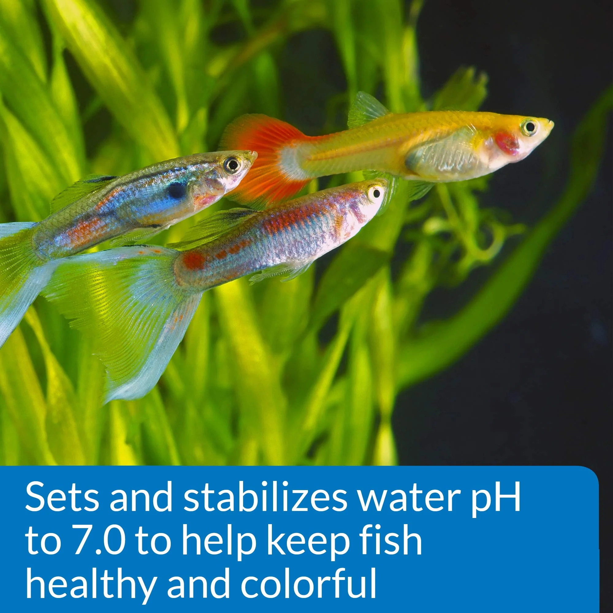 API PROPER pH 7.0 Freshwater Aquarium Water pH Stabilizer 8.8-Ounce Container - Image 6