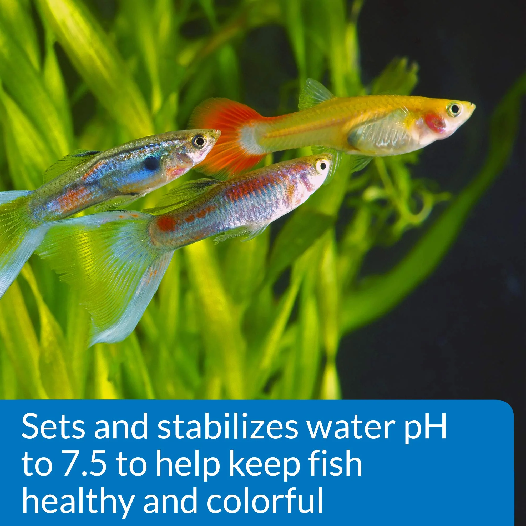 API Proper pH 7.5 Freshwater Aquarium Water pH Stabilizer 9.2-Ounce Container, Proper PH 7.5 PWDR JAR-Small, Whites & Tans, 260 Grams - Image 8