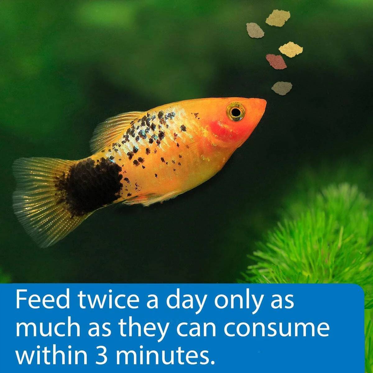 API TROPICAL FLAKES Fish Food .36-Ounce Container - Image 2