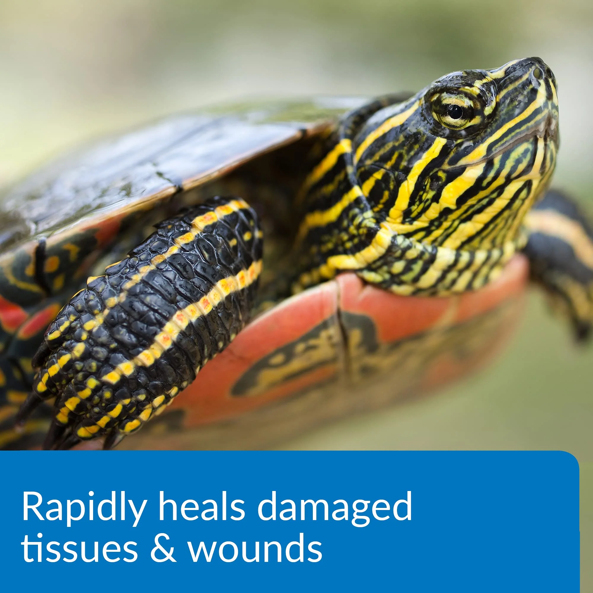 API TURTLE FIX Nonbacilli Turtle Remedy 4-Ounce Bottle - Image 6