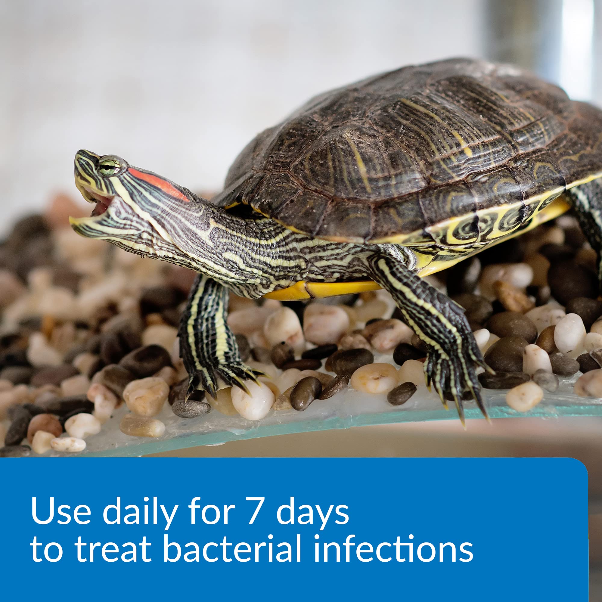 API TURTLE FIX Nonbacilli Turtle Remedy 4-Ounce Bottle - Image 7