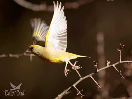Better Bird Finch Food, 4 Lb - Image 2