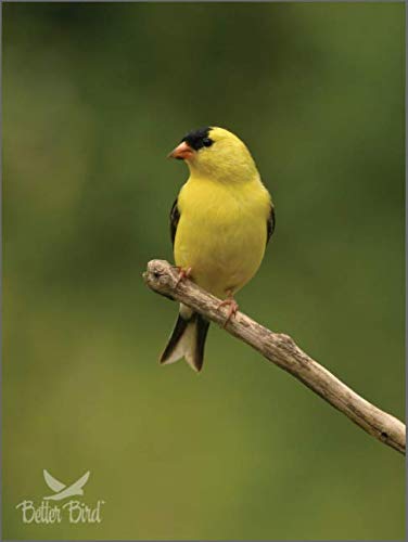 Better Bird Finch Food, 4 Lb - Image 3
