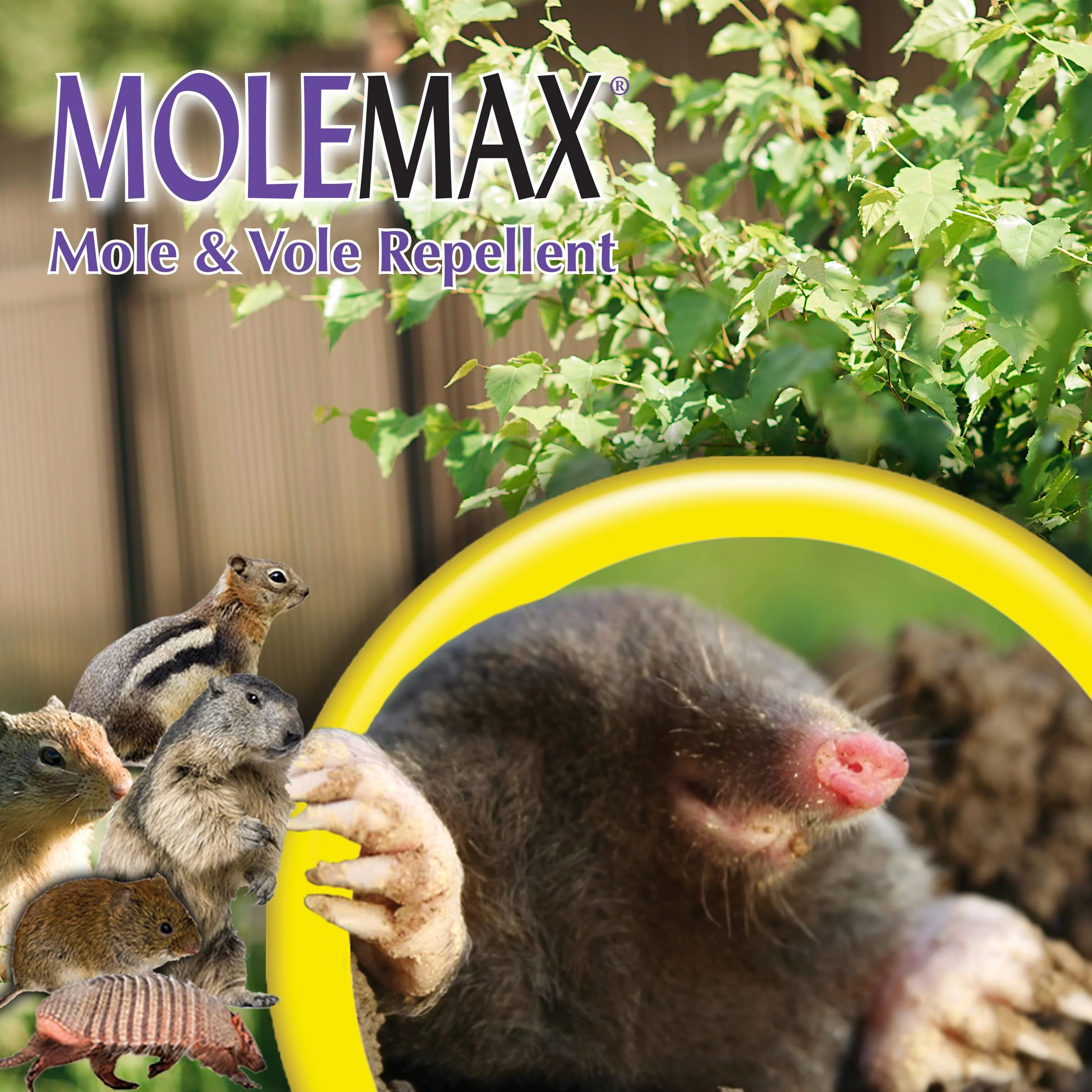 Bonide MOLEMAX Mole & Vole Repellent Granules, 10 lbs. Ready-to-Use, Outdoor Lawn & Garden Mole Control, People & Pet Safe - Image 3