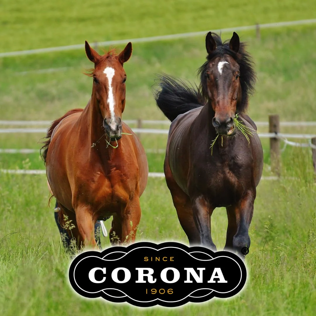 Corona Ointment for Horses|Lanolin Based Formula Helps Sooth Irritation|7 Ounces - Image 3