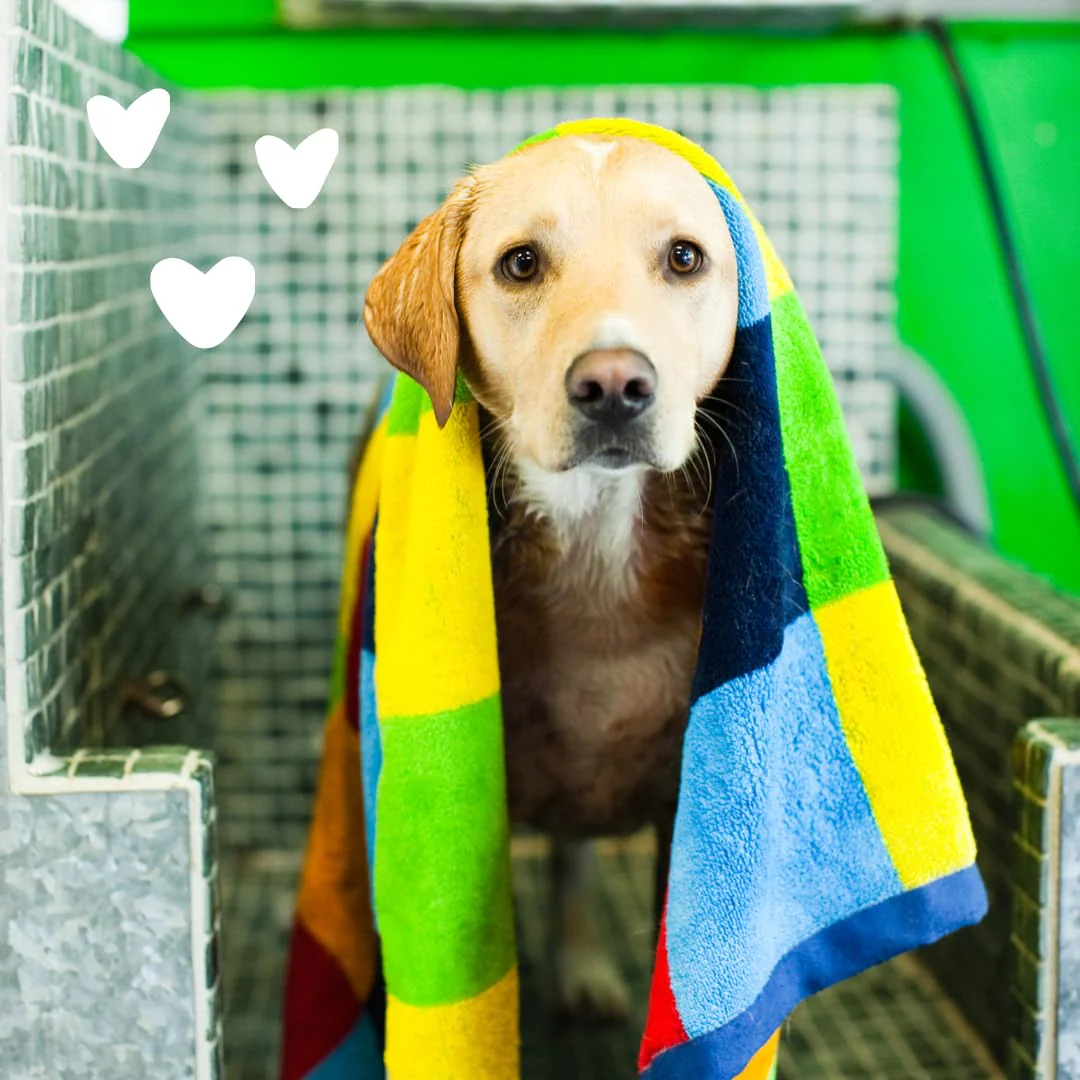 earthbath, Sweet Orange Dirty Dog Shampoo - Cruelty Free Dog Shampoo and Conditioner, Made in USA, Gentle Dog Wash, Best Puppy Shampoo & Puppy Supplies - 128 Oz (1 Pack) - Image 3