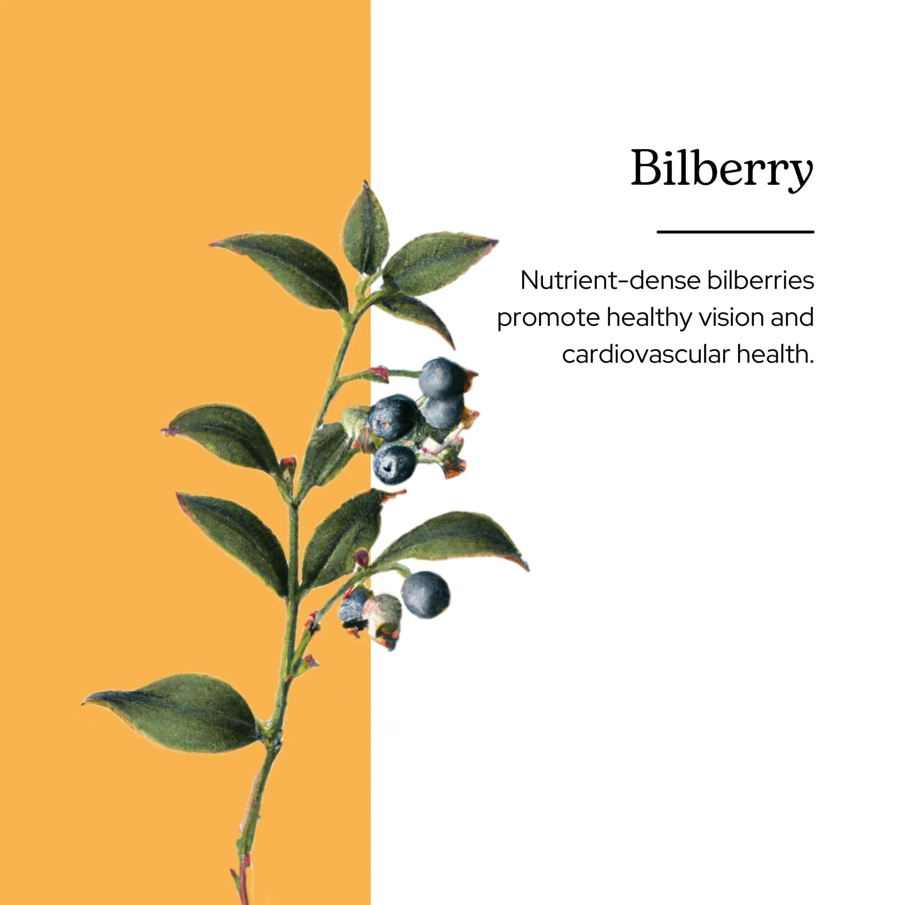 Eclectic Herb - Bilberry Liquid Herbal Glycerite | Vision Support Supplement | Vision Health & Cardiovascular Support | Concentrated, Alcohol-Free, Organic, Vegan, Non GMO (1 fl oz | 30 ml) - Image 6