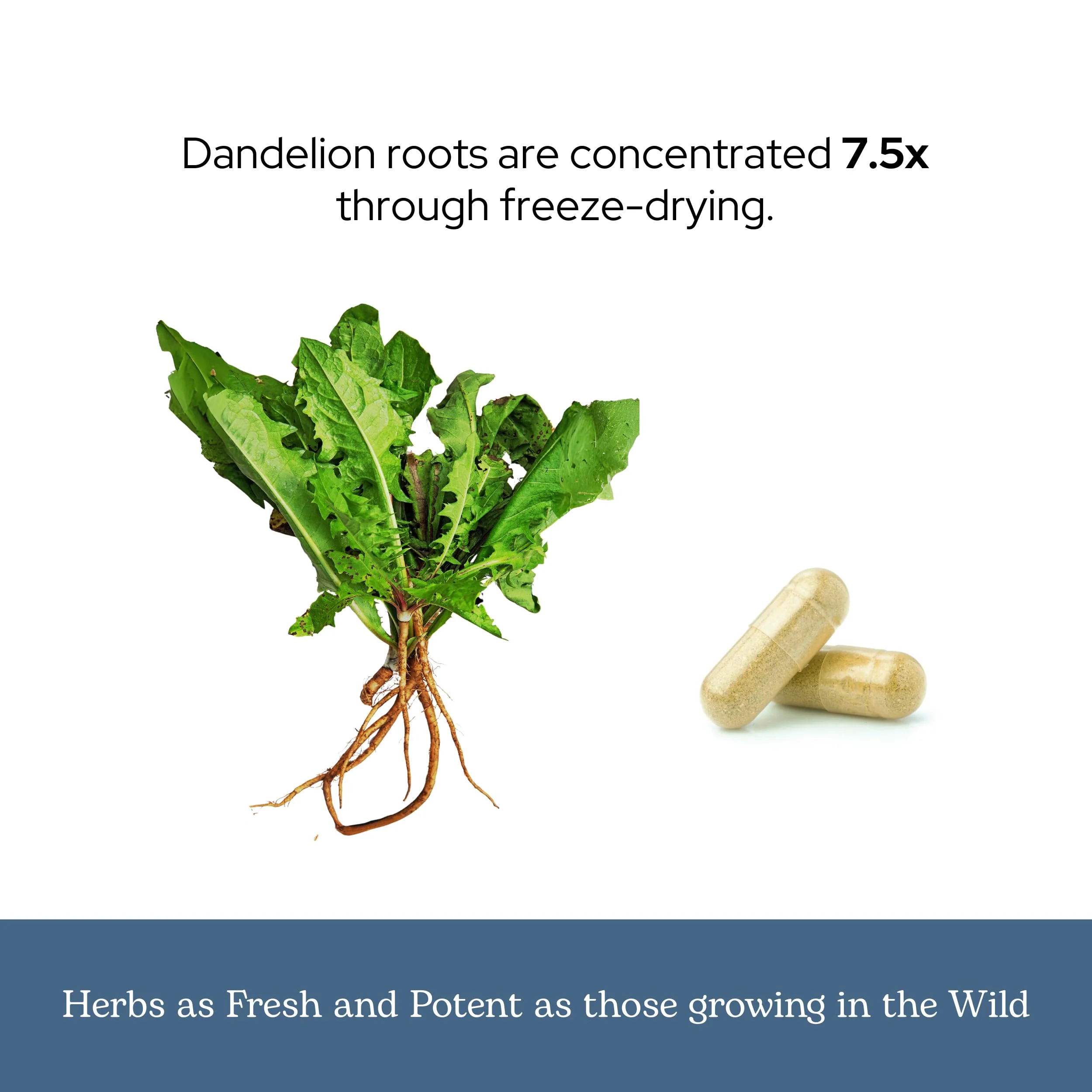 Eclectic Herb - Dandelion Root | Supports The Liver, Cleansing, Detox & Digestive Function | Vegan, Non-GMO, Gluten Free, Freeze-Dried (90 CT | 200 mg) - Image 4