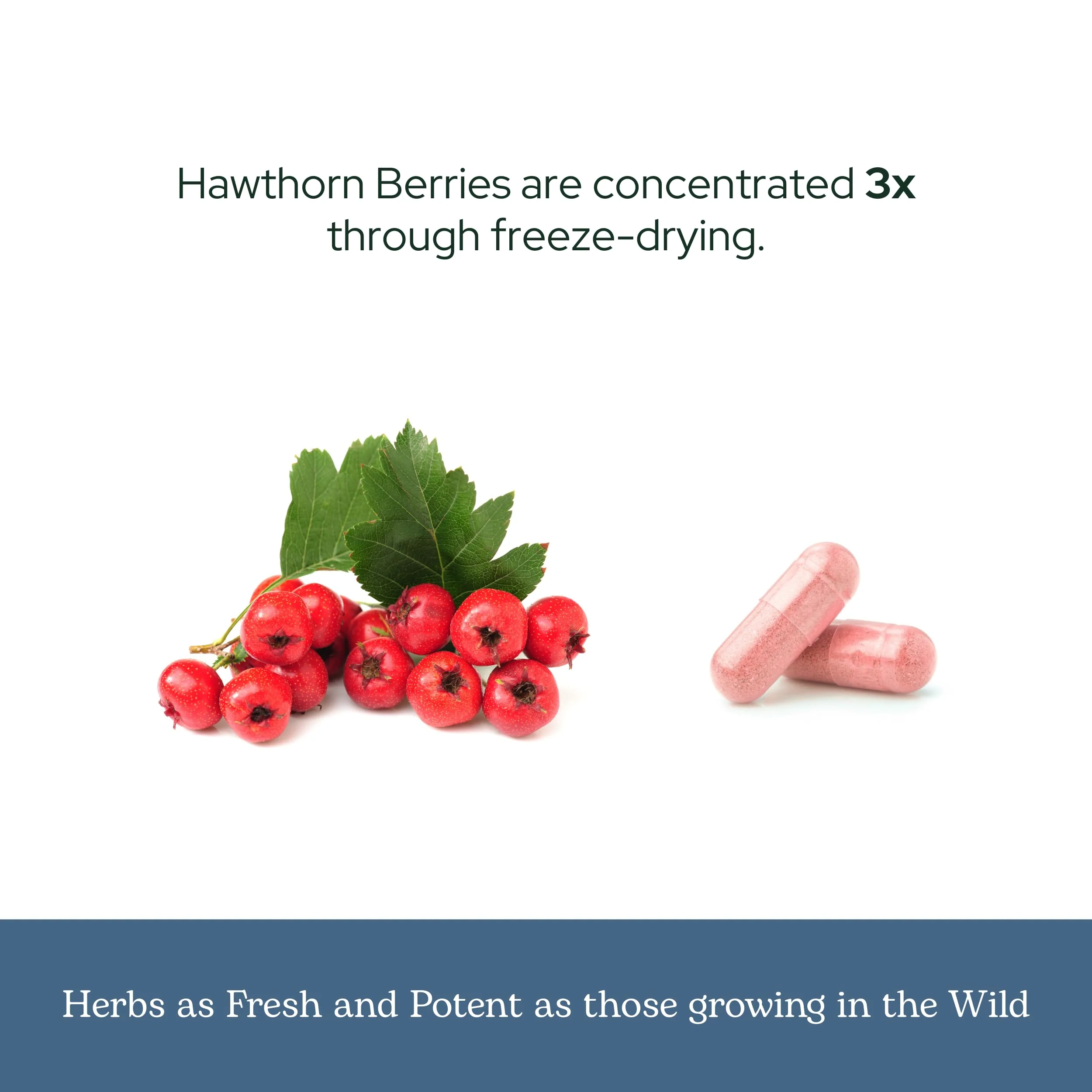 Eclectic Herb - Hawthorn Berry Capsules | Cardiovascular Support | Heart Health, Circulation & Digestion Support | US-Grown, Vegan, Non-GMO, Gluten Free (90 CT | 500 mg) - Image 4