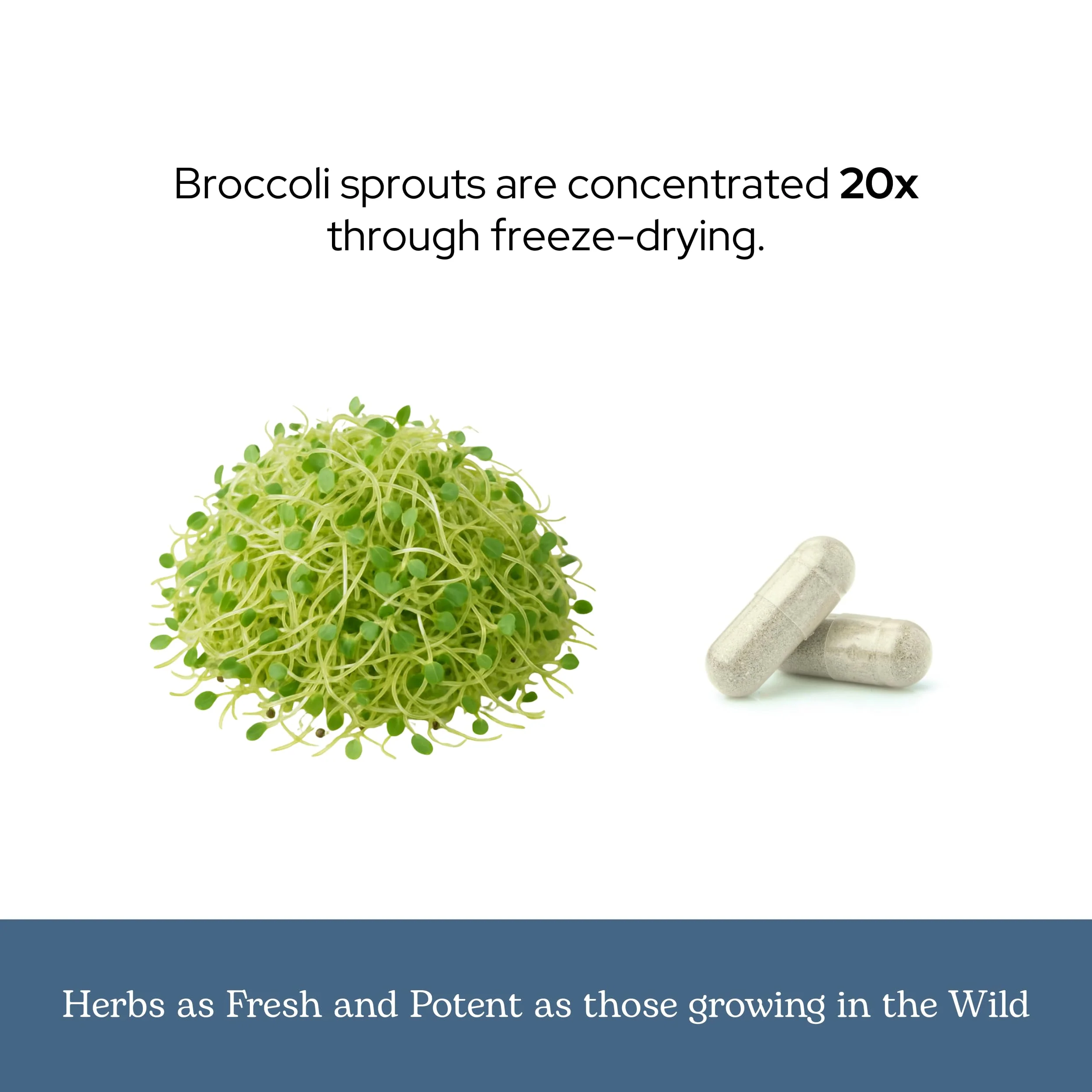 Eclectic Herb - Organic Broccoli Sprouts Capsules | Vitamins + Minerals | Immune, Antioxidants & Detox Support | Superfood | Non-GMO, Gluten Free, Vegan (150 CT | 270 mg) - Image 4