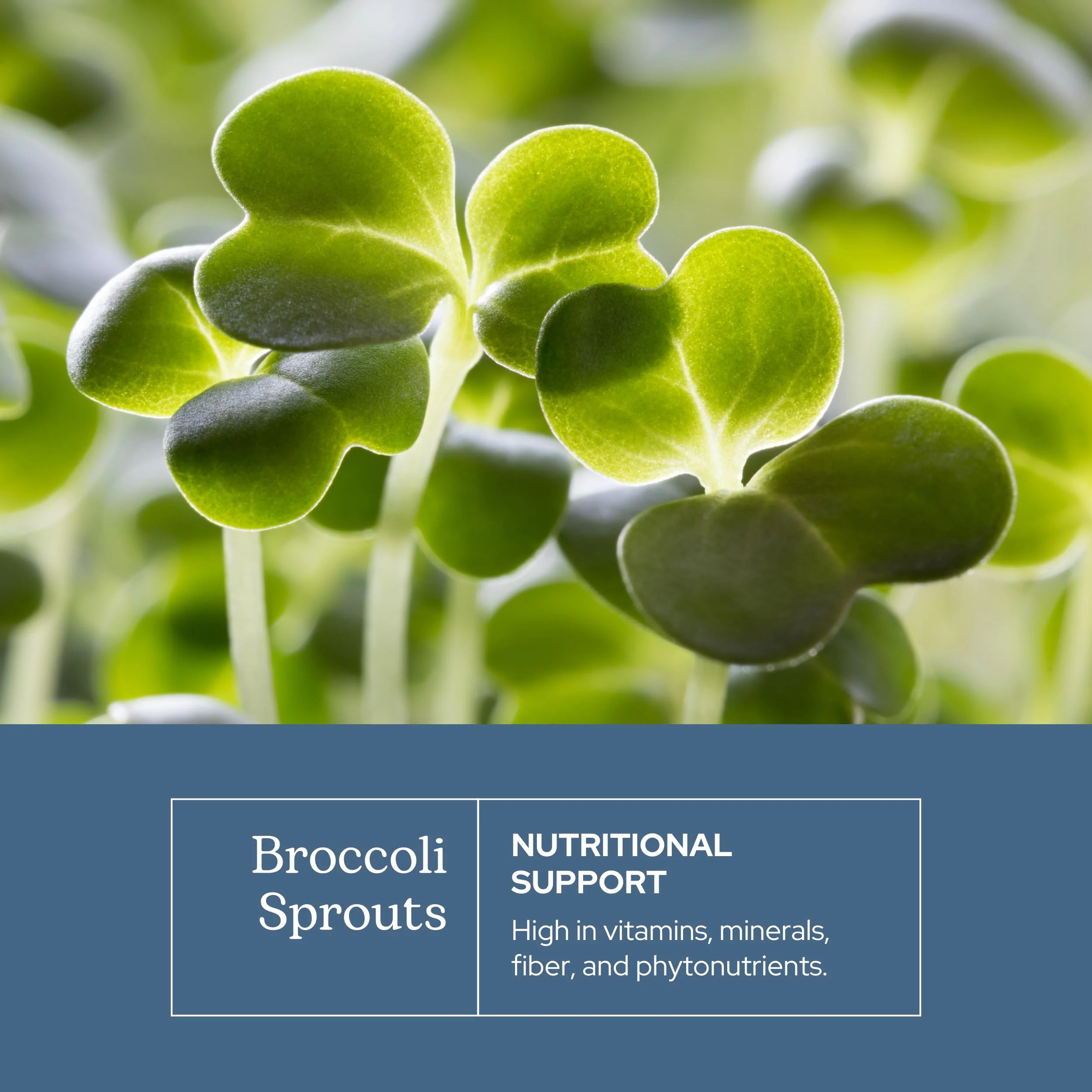 Eclectic Herb - Organic Broccoli Sprouts Capsules | Vitamins + Minerals | Immune, Antioxidants & Detox Support | Superfood | Non-GMO, Gluten Free, Vegan (150 CT | 270 mg) - Image 7