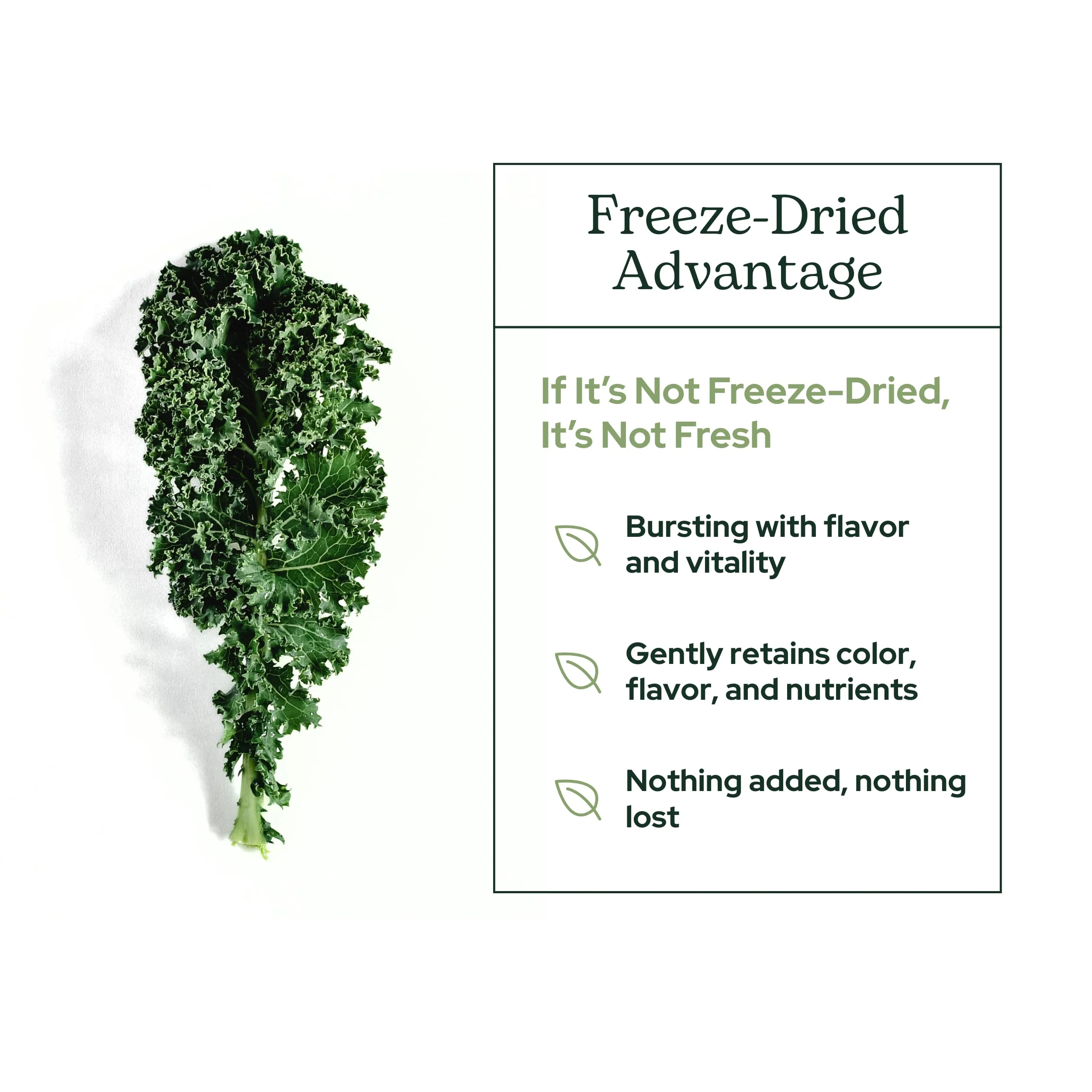Eclectic Herb - Organic Kale Powder Supplement | Nutritional Support, Daily Fiber, Vitamins + Minerals | Superfood Powder + Daily Greens Drink Mix | USDA Organic, Non-GMO, Vegan (3.2 oz | 90 g) - Image 6