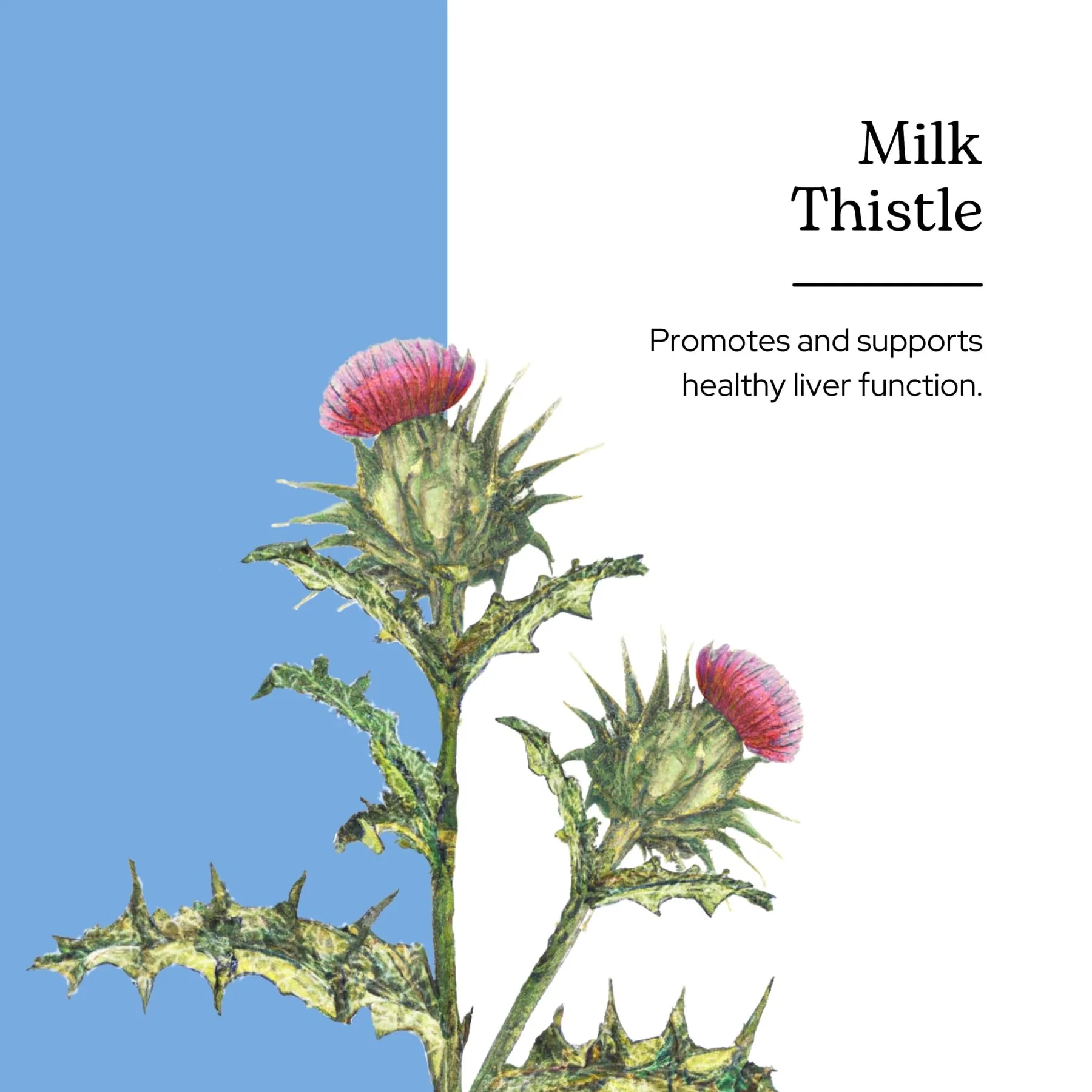 Eclectic Herb - Organic Milk Thistle Liquid Extract (Silybum marianum) | Liver Support & Detox | Herbal Tincture | Vegan, Non-GMO, Gluten Free (1 fl oz | 30 ml) - Image 7