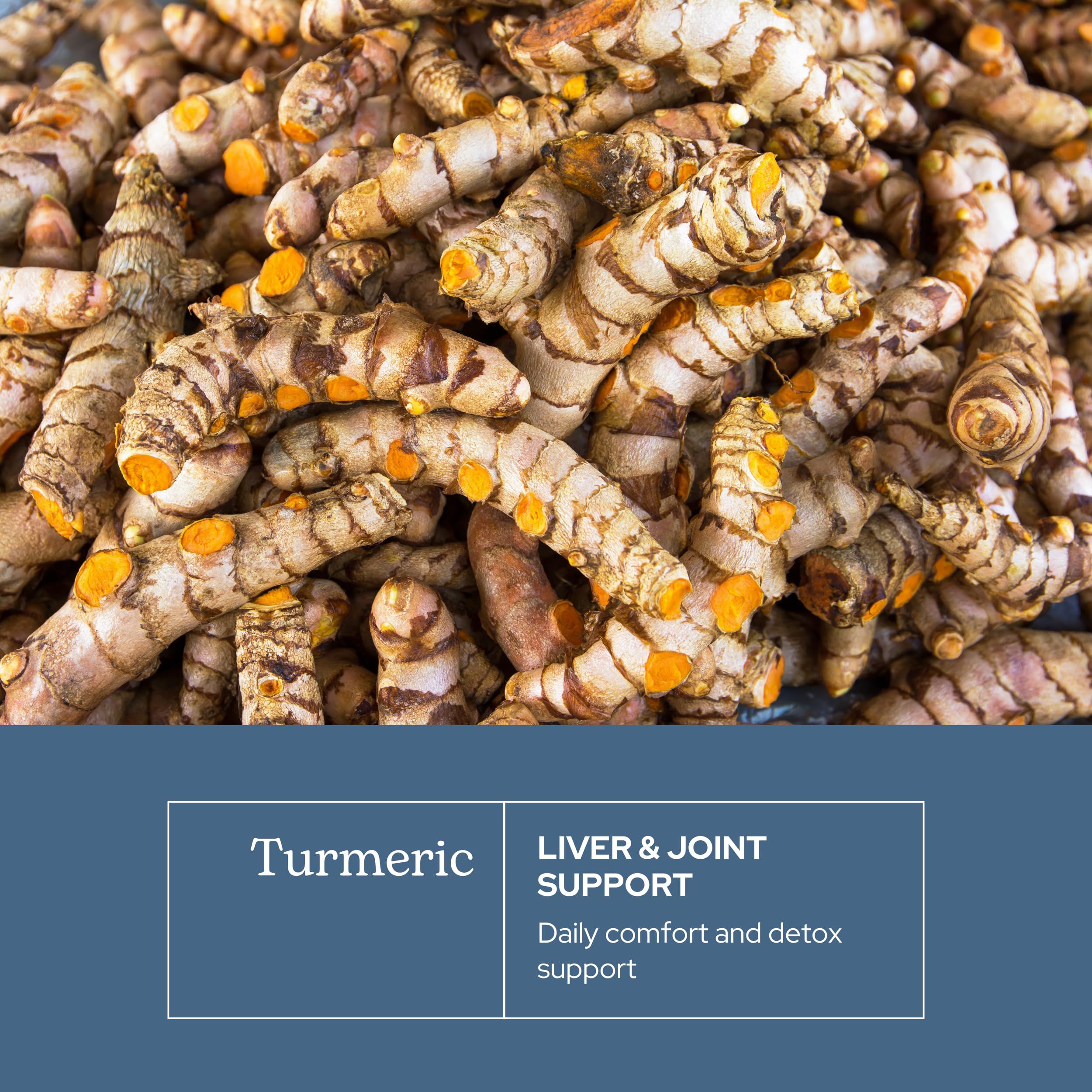 Eclectic Herb - Organic Turmeric Capsules | Musculoskeletal System & Joint Health Support | Herbal Supplement | Vegan, Non-GMO, Gluten Free, Freeze-Dried (90 CT | 395 mg) - Image 7