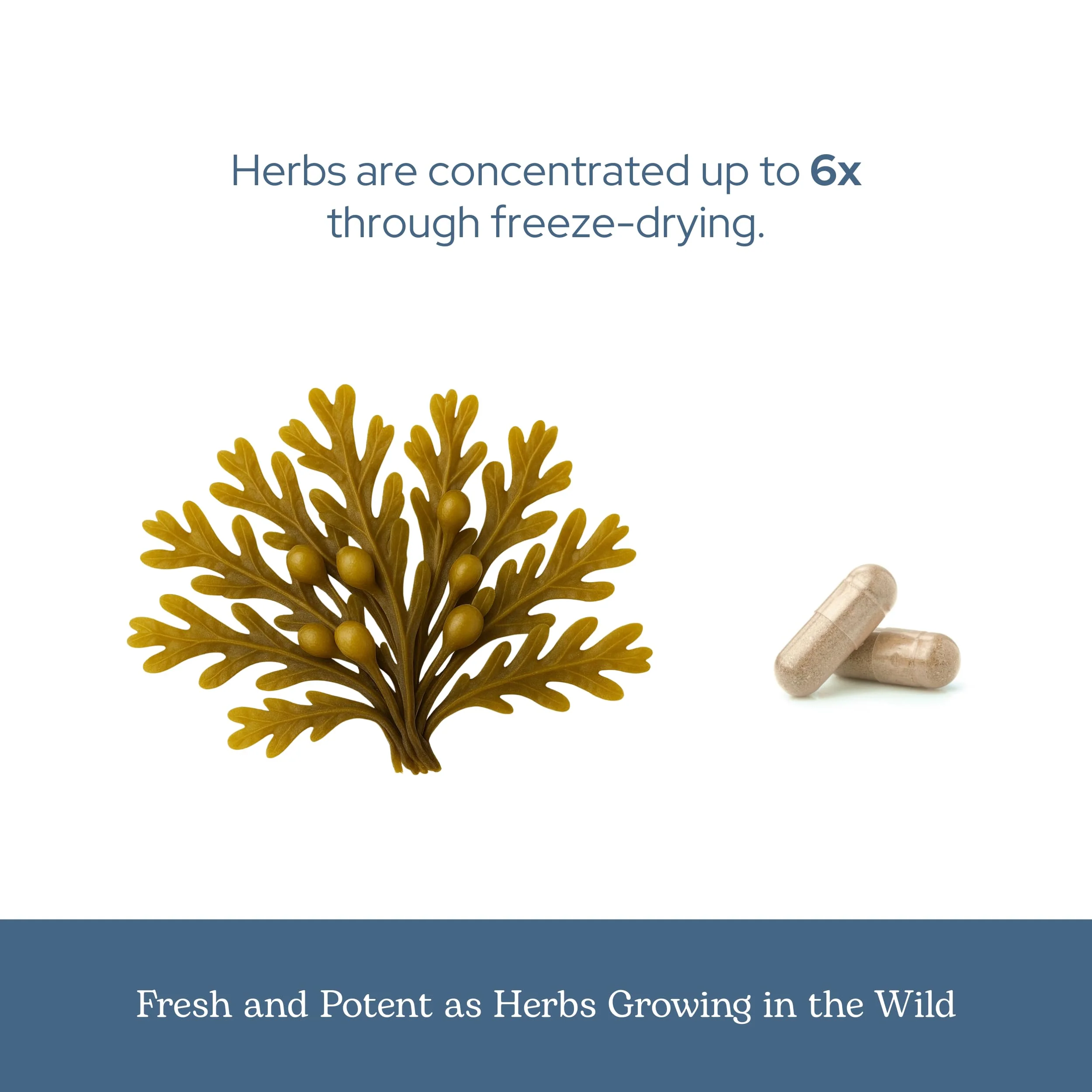 Eclectic Herb - Premium Freeze-Dried Bladderwrack Capsules | Endocrine System Support | Healthy Skin and Hair | Seaweed Supplement | Wildcrafted, Hand-Harvested, Non-GMO, Vegan (90 CT | 600 mg) - Image 4