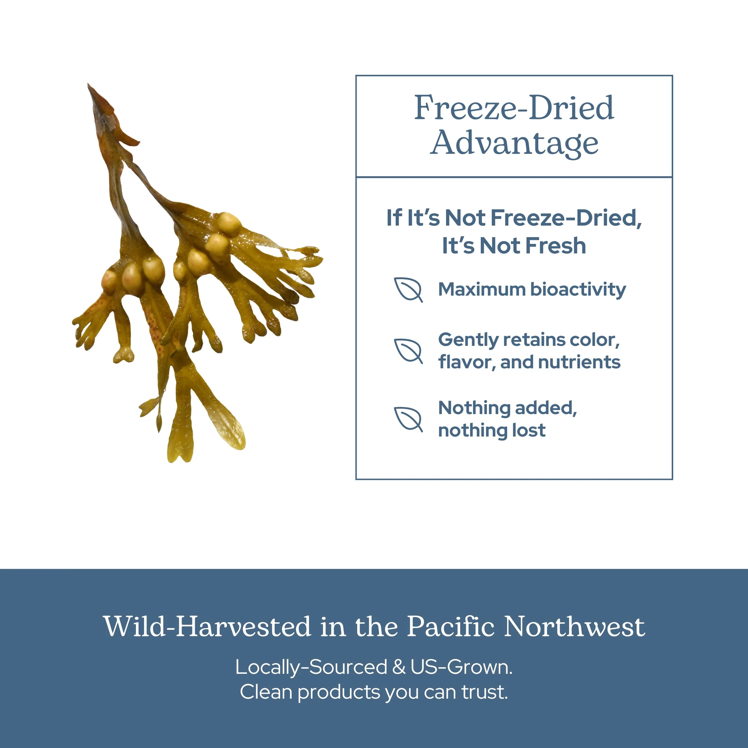 Eclectic Herb - Premium Freeze-Dried Bladderwrack Capsules | Endocrine System Support | Healthy Skin and Hair | Seaweed Supplement | Wildcrafted, Hand-Harvested, Non-GMO, Vegan (90 CT | 600 mg) - Image 5