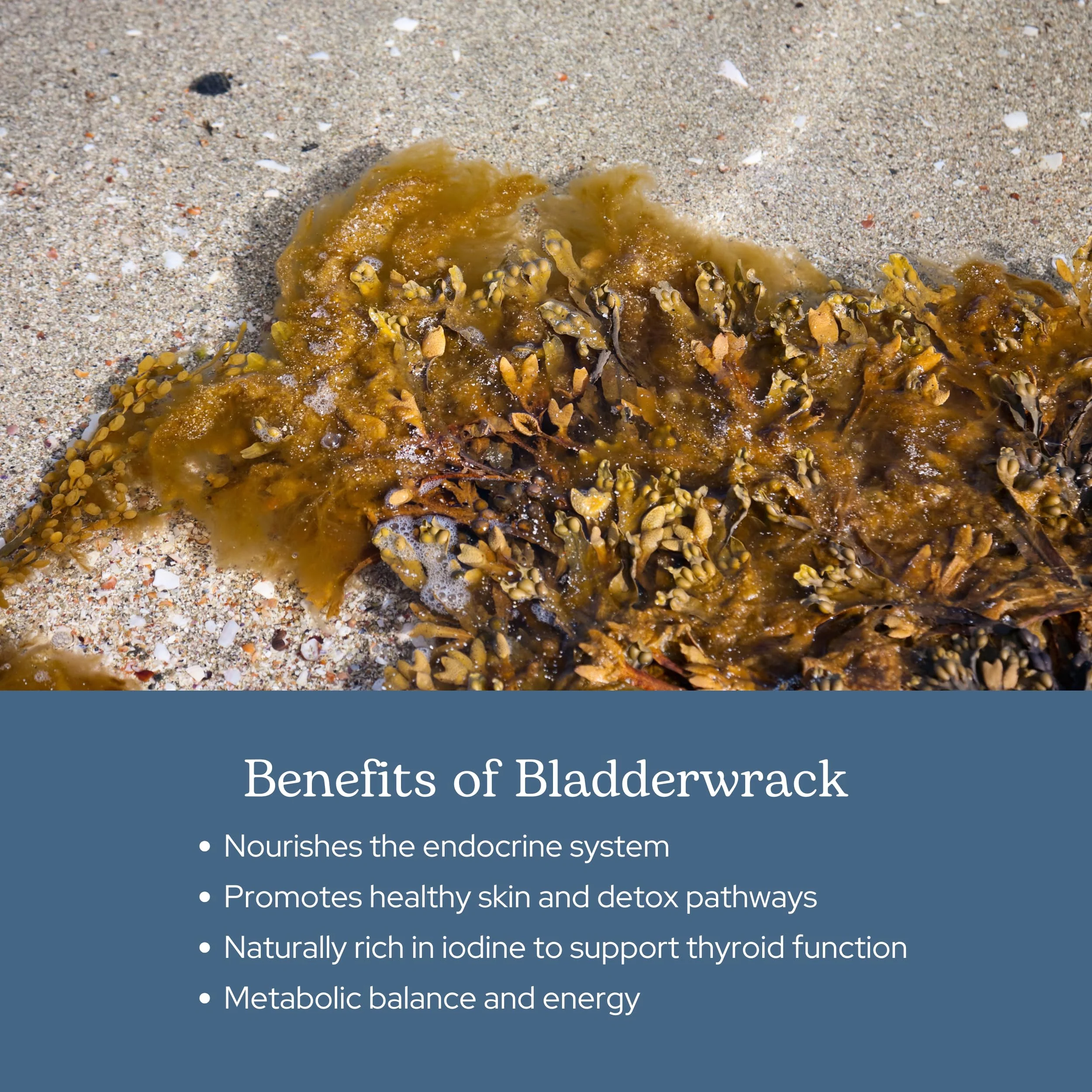 Eclectic Herb - Premium Freeze-Dried Bladderwrack Capsules | Endocrine System Support | Healthy Skin and Hair | Seaweed Supplement | Wildcrafted, Hand-Harvested, Non-GMO, Vegan (90 CT | 600 mg) - Image 6