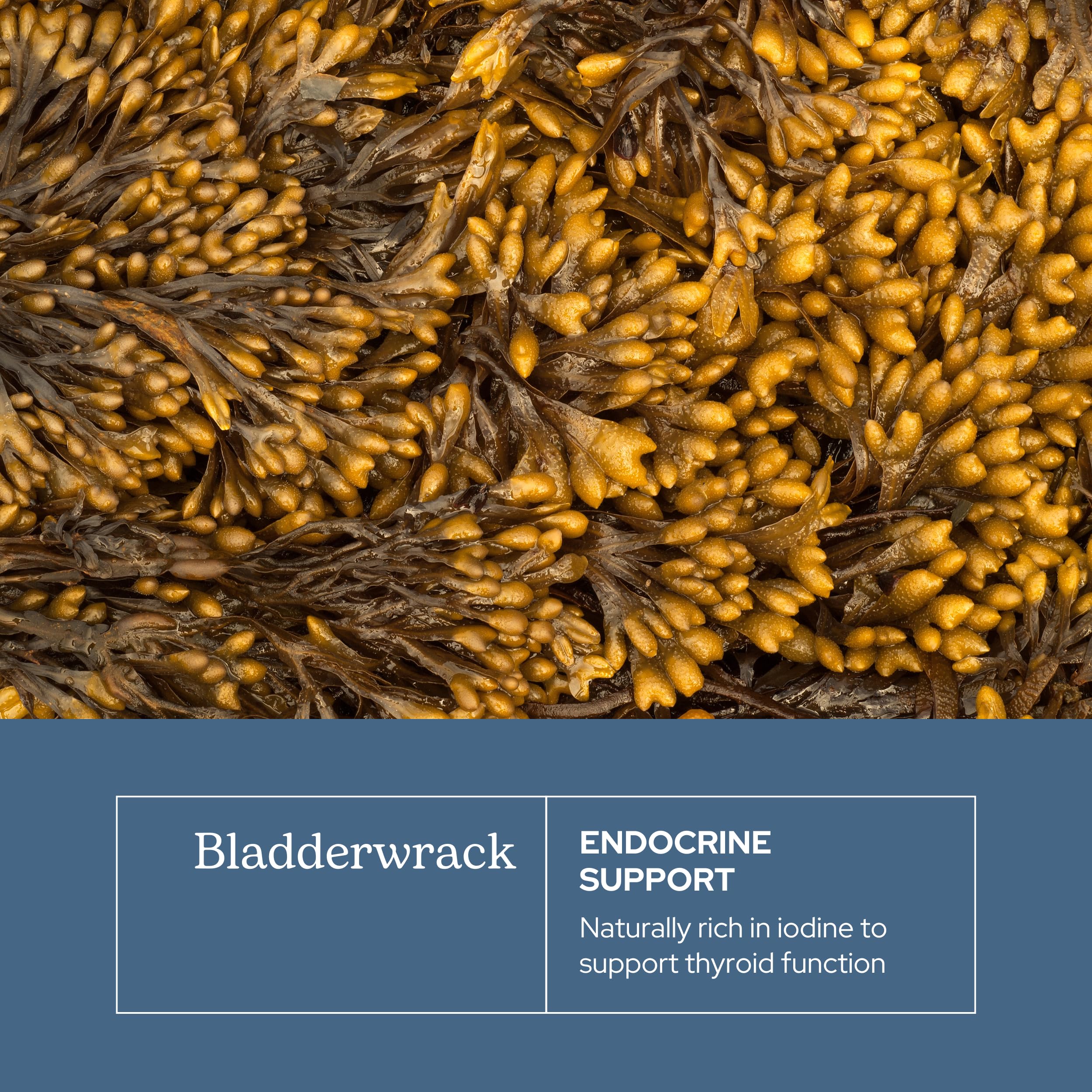 Eclectic Herb - Premium Freeze-Dried Bladderwrack Capsules | Endocrine System Support | Healthy Skin and Hair | Seaweed Supplement | Wildcrafted, Hand-Harvested, Non-GMO, Vegan (90 CT | 600 mg) - Image 7