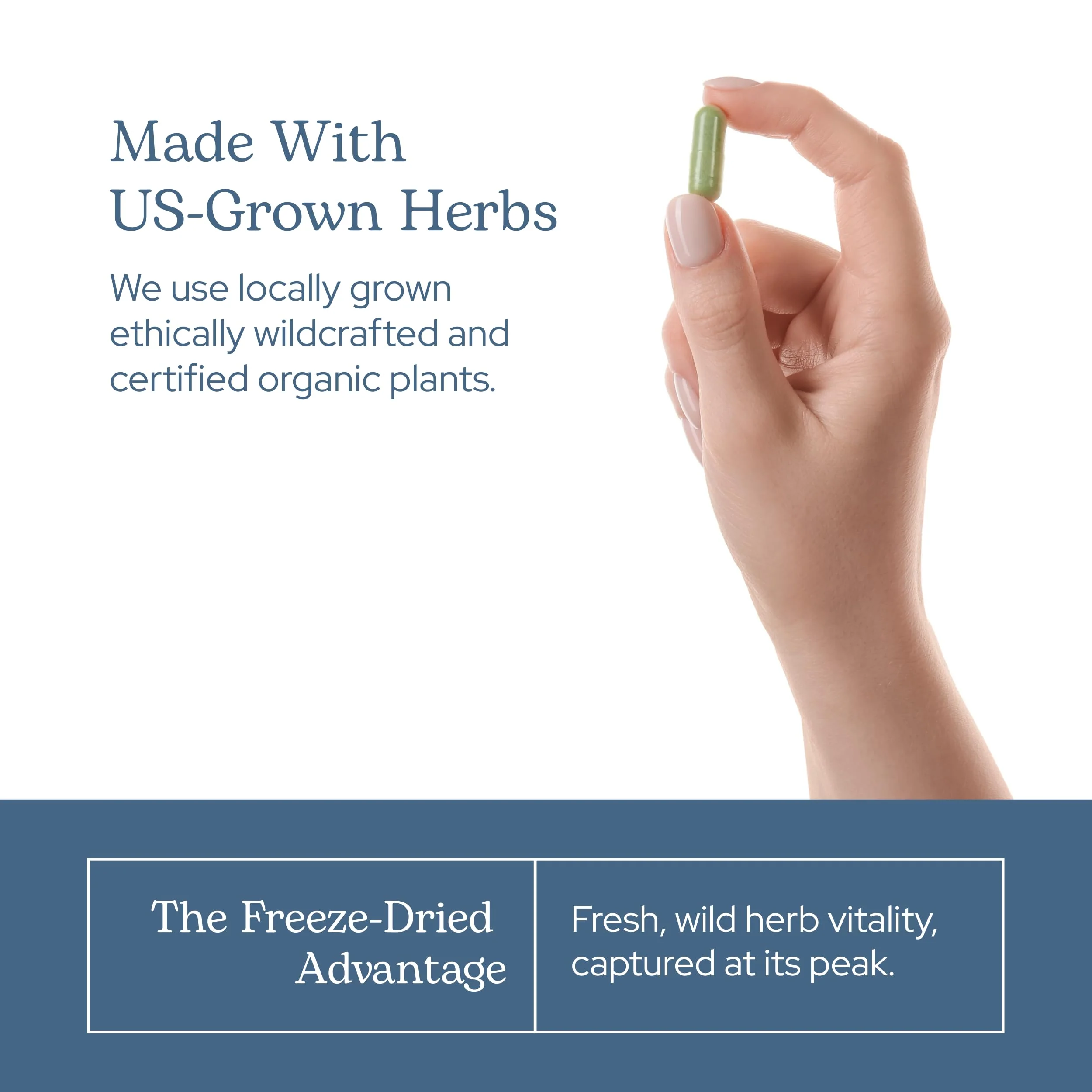 Eclectic Herb - St. John's Wort Capsules | Nervous System & Immune Support | Promotes a Positive Mood | Vegan, Non-GMO, Gluten Free, Freeze-Dried (90 CT | 300 mg) - Image 3