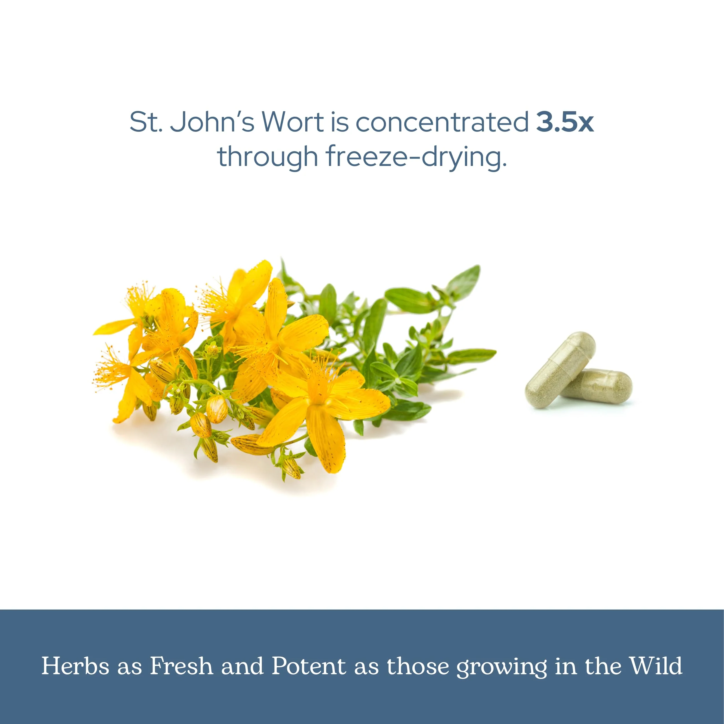 Eclectic Herb - St. John's Wort Capsules | Nervous System & Immune Support | Promotes a Positive Mood | Vegan, Non-GMO, Gluten Free, Freeze-Dried (90 CT | 300 mg) - Image 4