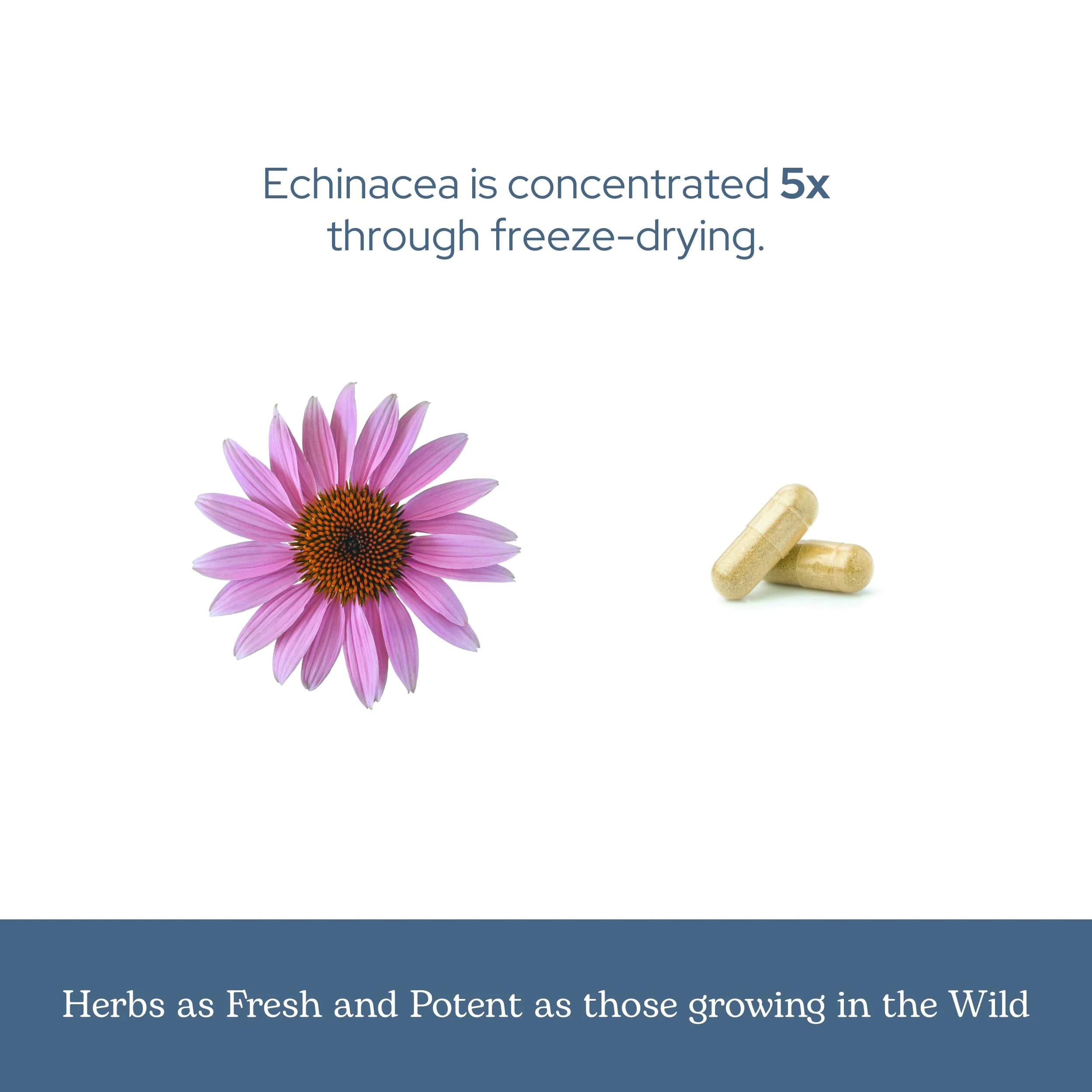 Eclectic Institute Raw Fresh Freeze-Dried Non-GMO Echinacea Purpurea Root | Immune Support | 90 CT (360 mg) - Image 4